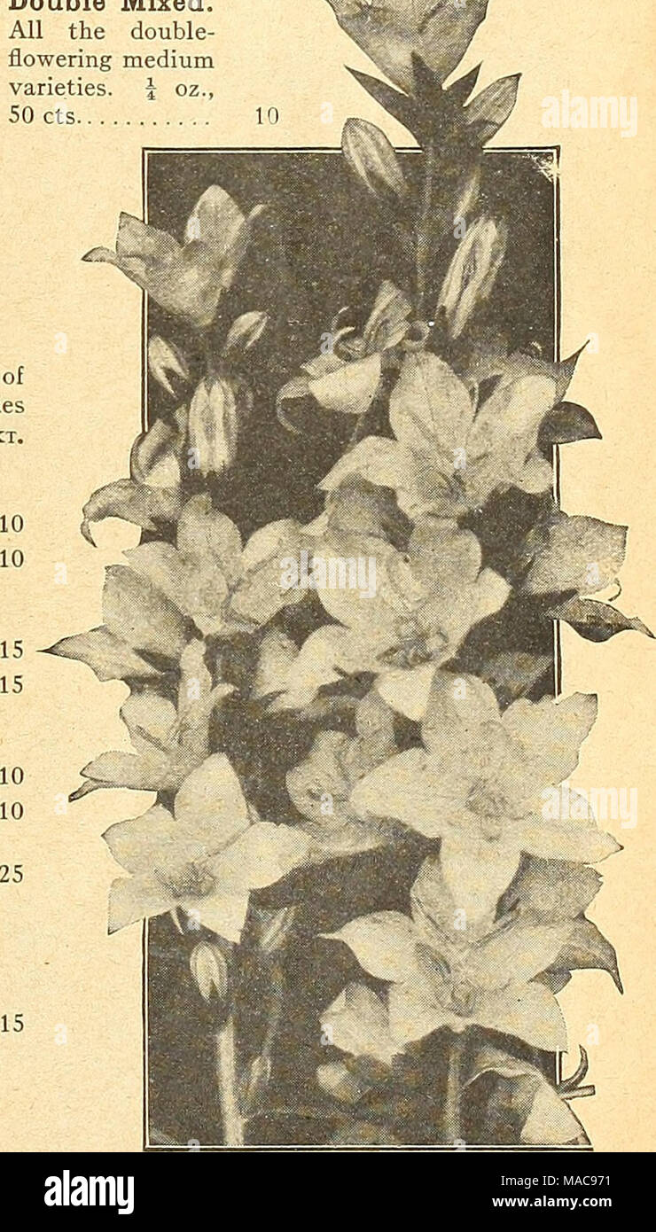 . Dreer's midsummer list 1926 . Campanula Pyramidalis (Chimney Bellflower) For Complete List and Cultural Notes see ovu: Garden Book for 1926 Stock Photo
