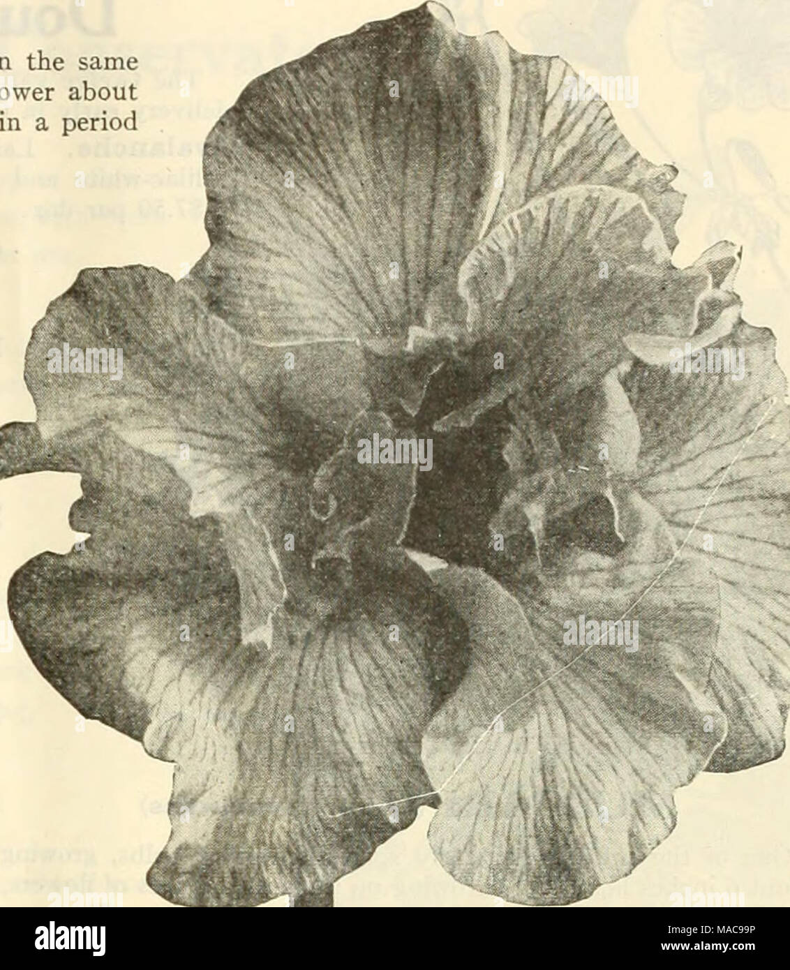 . Dreer's mid-summer list 1925 . Japanese Iris (Iris Kaempferi The improved forms of this beautiful flower have placed them in the same rank popularly as the Hardy Phloxes and Peonies. Coming into flower about the middle of June, and continuing for five or six weeks, they fill in a period when flowers of this attractive type are particularly welcome. They succeed in almost any soil and position, but like rich soil and plenty of water when they are forming their buds and develop- ing their flowers. ^ j*j, ^^K3^r */J Valuable as cut flowers, for which purpose they should be cut in the bud state, Stock Photo