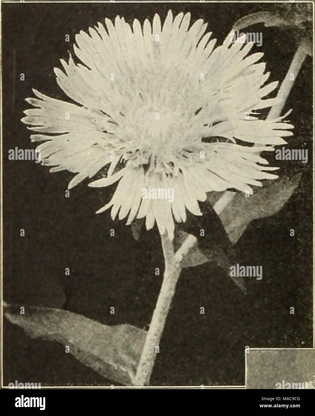 . Dreer's mid-summer list 1925 . Stokesia (Cornflower Aster) Statice (Sea Lavender) Splendid hardy perennials, either for the border or rockery, producing all summer panicles of minute flowers, which can be dried, and used for winter bouquets. PER PKT. 3997 Latifolia. Purplish-blue flowers. (See cut.) J oz., SO cts $0 10 4000 Mixed. Containing many sorts Sweet Rocket (Hesperis) PER PKT. 4280 Old-fashioned garden plants; also known as Dame's Rocket and Dame's Violet; grows from 2 to 3 feet high, and bears spikes of showy white, lilac and purple fragrant flowers. Excellent for naturalizing among Stock Photo