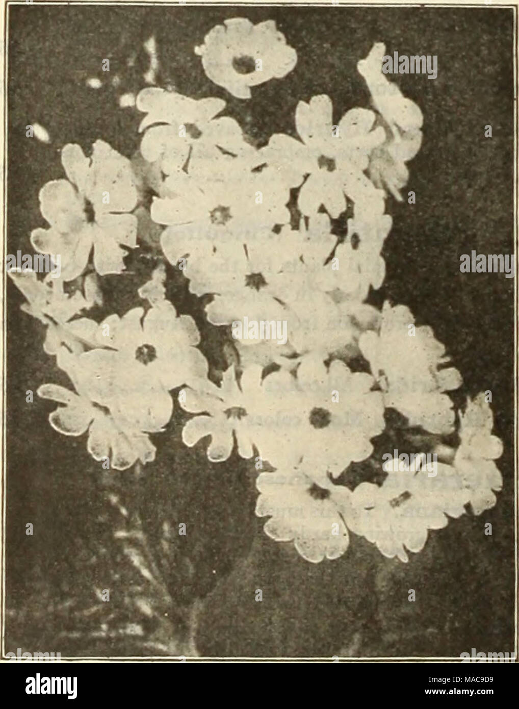 . Dreer's mid-summer list 1925 . Primula Obconica Grandiflora Dreer's &quot;Peerless&quot; Chinese Primroses Various Primroses PER PKT. 3824 Kewensis. This variety is most attractive, with pleas- ing bright yellow flowers borne on long stems. It is delightfully fragrant and -lands well as a house plant. SO 25 3826 Malacoides (Improved Baby Primrose). A fine house plant, flowers delicate lilac. 15 3828 -Rosea. A beautiful bright rose variety 25 1500 Auricula. A well-known favor- ite of great beauty; seed saved from splendid choice mixed varieties; 6 inches 25 2112 Cowslip, Invincible Giant. Pri Stock Photo