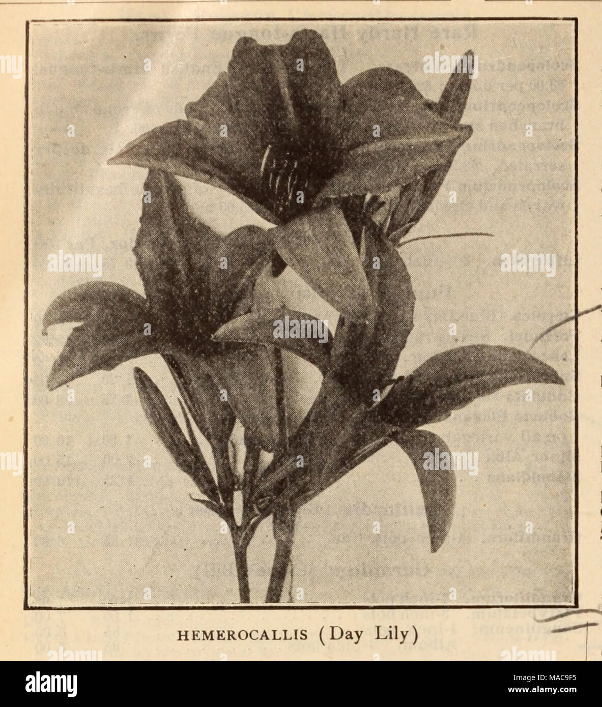 . Dreer's wholesale price list / Henry A. Dreer. . HEMEROCALLIS (Day Lily) ORNAMENTAL GRASSES AND BAMBOOS. Per doz. Per 100 Arundo Donax. Strong, dormant eyes $1 50 $10 00 Donax Varlegata. Strong, dormant eyes 2 00 15 00 Arrhenatherum Bulbosum folia Variegata 1 50 10 00 Elymus Glaucus (Blue Lyme Grass) 1 50 10 00 Erianthus Ravennae. Strong according to size $6.00, $8.00 and 10 00 Eulalia Japonica Variegata 6.00, 8.00 and 10 00 Japonlca Zebrlna 6.00, 8.00 and 10 00 Gracilllma Univittata 6.00, 8.00 and 10 00 Festuca QIauca 85 6 00 Imperata SaccharlfoHa 2 00 15 00 Panlcum Virgatum 1 50 10 00 Phal Stock Photo