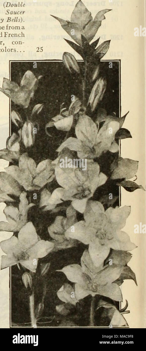 . Dreer's mid-summer list 1925 . Campanula Pyramidalis (.Chimney Bcllfiower) For Complete List and Cultural Notes see our Garden Book for 1925 Stock Photo