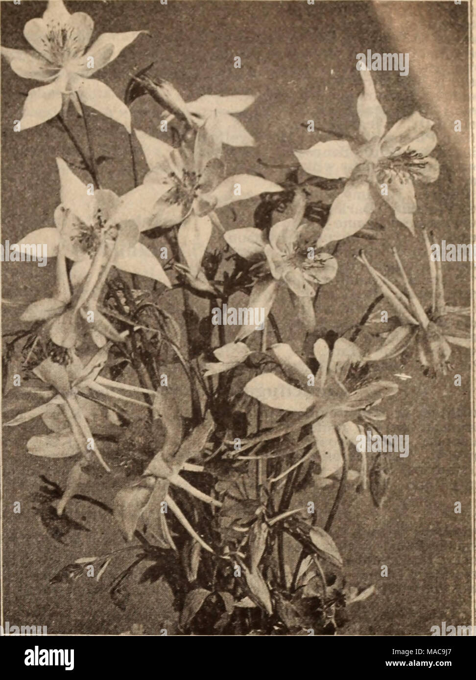 . Dreer's wholesale price list / Henry A. Dreer. . I AQUILEGIA, OR COLUMBINES, ofifercd CD page 24 Bocconia (Plume Poppy). Per doz. Per 100 Cordata. Strong divisions $085 $600 Boltonia (False Chamomile). Asteroides. S'/i-inch pots 85 6 OO Latisquama. 3'/4-inch pots 85 6 0O Nana. 3'/2-inch pots 80 6 OO Campanula (Bell-flower). Alliarlaefolia. 3-inch pots 100 7 0O Carpatlca. Blue. 3-inch pots 100 7 00 White. 3-inch pots 1 00 7 00 Grosseki. 3-inch pots 100 7 0O Latifolia Macrantha. 3-inch pots 100 7 0O Medium (Canterbury Bellj. Blue, white and rose. 4-inch pots .... 100 7 0O Persicifolia. Blue an Stock Photo