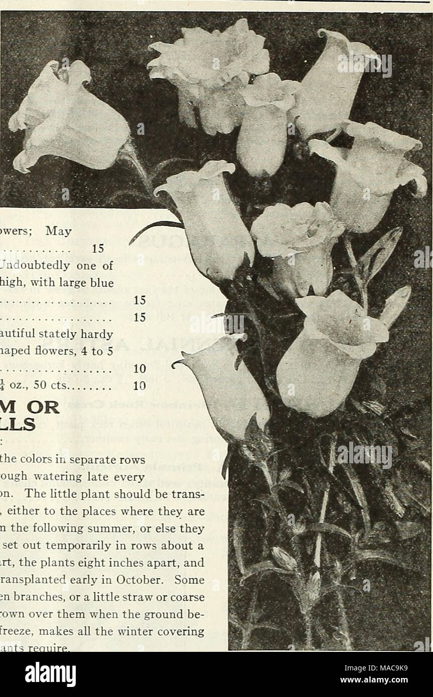 . Dreer's mid-summer list 1923 . Cup AND Saucer and Single Canterbury Bells 1735 Calycanthema Blue. A fine clear shade 1736 — Rose Pink. Delicate rosy-pink 1738 - White. Pure white 1740 — Finest Mixed. All colors of the Cup and Saucer type. - oz., 75 cts.. SINGLE CANTERBURY BELLS Campanula Medium The old-fashioned sort with beautiful, large' bell-shaped blossoms; we offer four distinct colors and mixed, as follows: C.MP.AN'UL. PVR.MID.iLIS (Chimney Bellflower) 1744 Single Dark Blue 1745 - Light Blue 1746 - Rose 1747 - White .- A packet of each of the four colors, 30 cts. 1748 Single Mixed.  Stock Photo