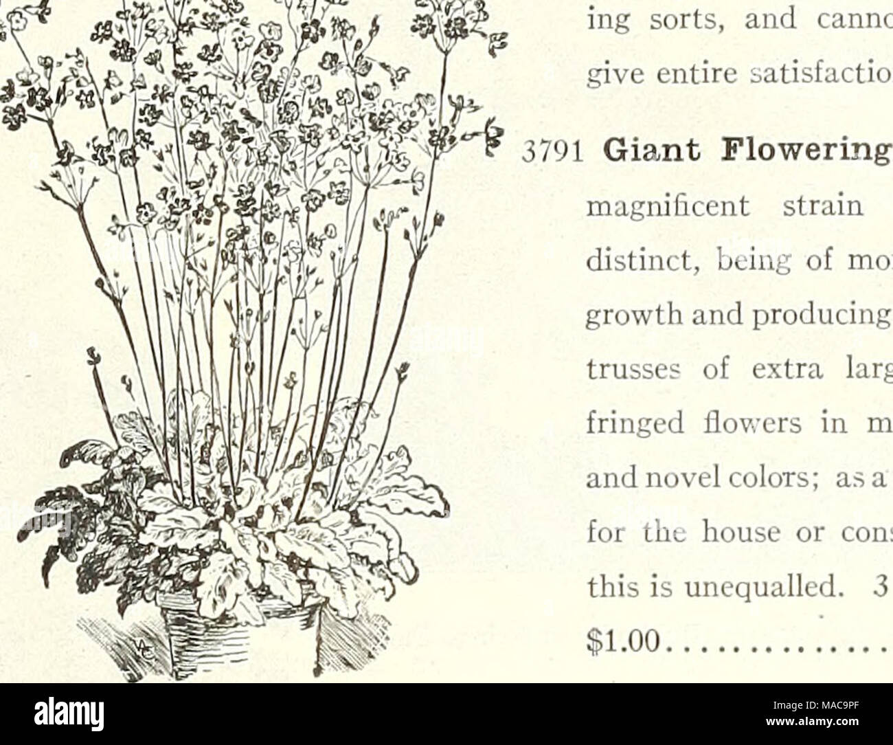 . Dreer's mid-summer list 1922 . 3800 Peerless Mixed. This mixture contains nothing but the finest-fringed large-flower- ing sorts, and cannot fail to give entire satisfaction 25 This magnificent strain is quite distinct, being of more robust growth and producing immense trusses of extra large, finely fringed flowers in many new and novel colors; as a pot plant for the house or conservatory this is unequalled. 3 pkts. for $1.00 35 Primula Malacoides (Improved Baby Primrose) 3815 Mixed. An colors 20 3816âGrandifloraalba. Pure white 20 3817 Kermesina. Bright crimson 20 3818 Rosea. Beautiful clea Stock Photo