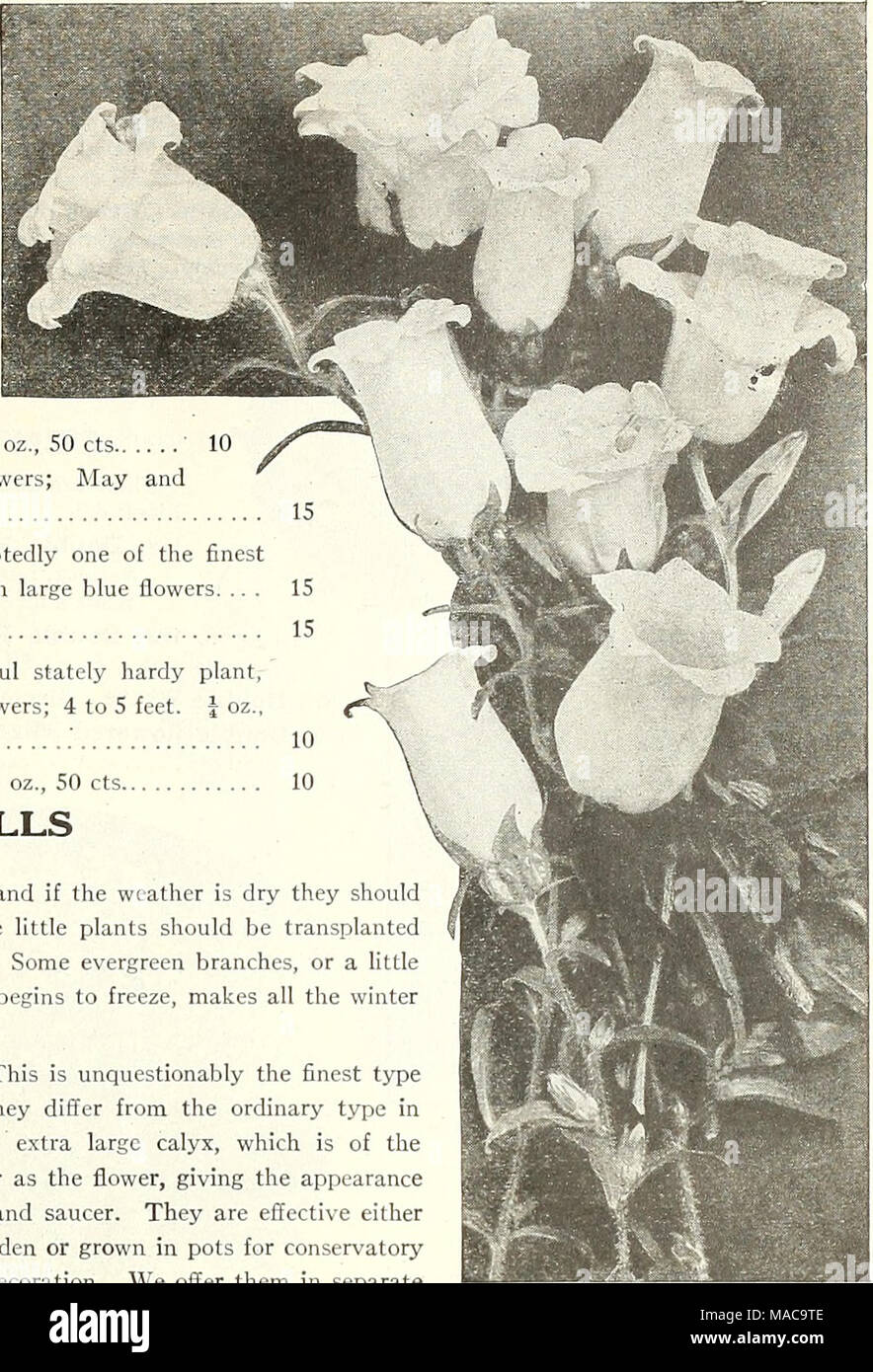 . Dreer's mid-summer list 1922 . Cup and Saucer and Single Canterbury Bells Campanula Pyramidalis PER PKT 17.^6 Rose Pink. Delicate rosy-pink 15 173^ Blue. A fine clear shade 15 1738 White. Pure white 15 1740 Finest Mixed. J oz., 75 cts lo 1734 Double-flowering Cup and Saucer. A new race from a celebrated French hybridizer; contains all colors 25 Medium {.Single Canter- bury Bells). The old-fashioned sort with beautiful, large bell-shaped blossoms. We ofl'er four distinct colors and mixed, as follows: 1744 Dark Blue 10 1745 Light Blue 10 1746 Rose 10 1747 White 10 1748 Single Mixed. All colors Stock Photo