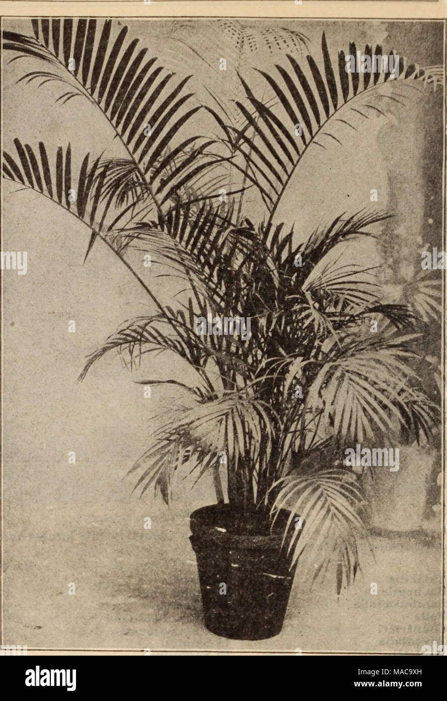 . Dreer's wholesale price list / Henry A. Dreer. . COCOS WEDDELIANA ARECA LUTESCENS Caryota Blancoii. A rare variety of the Fish-tail Palm. 3-inch pots, $1.50 per doz.; $10.00 per 100. Caryota Urens. 2Vi-inch pots, $1.25 per doz.; $8.00 per 100. Chama&amp;dora Elegans. 3-inch pots, $1.50 per doz.; $10.00 per 100. Cocos Flexuosus and Plumosus. Extensively used in parts of California and Louisiana for out-door planting, and also valuable for decorative purposes. 2%-inch pots, $1.50 per doz.; $10.00 per 100. A limited stock of large decorative plants, 7 to 8 feet high, $10.00 each. Cocos Weddelia Stock Photo