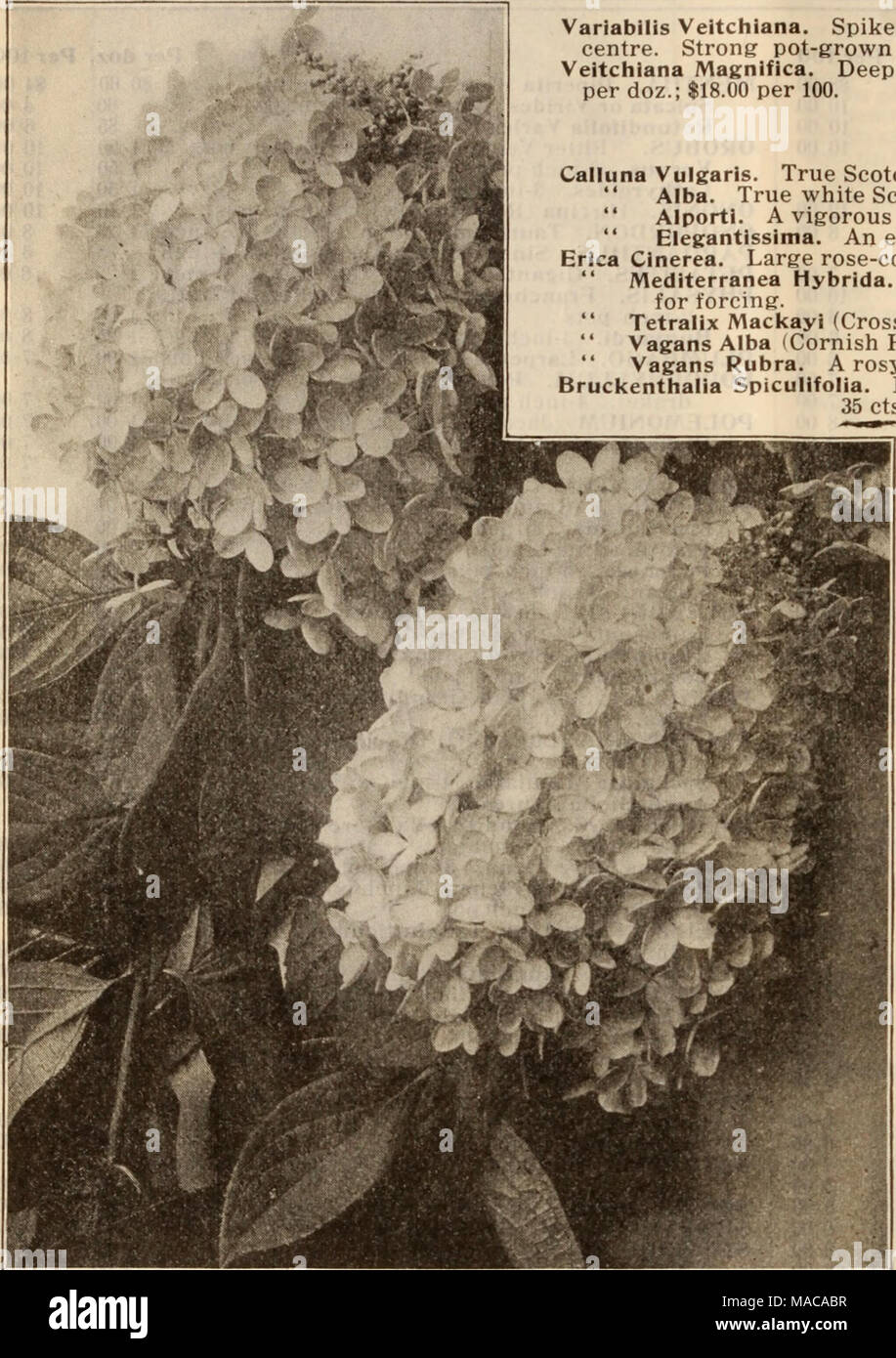 . Dreer's wholesale price list / Henry A. Dreer. . 4®=&quot; NOTE All prices include boxes, packing and delivery to any Express, Freight or Steamboat Line in Philadelphia. &quot;=6* New Buddleyas. Variabilis Veitchiana. Spikes of flowers 18 to 20 inches long of violet-mauve with yellow centre. Strong pot-grown plants, 20 cts. each; $2.00 per doz.; $15.00 per 100. Veitchiana Magnifica. Deep rose purple with orange-yellow centre. 25 cts. each; $2.50 per doz.; $18.00 per 100. h Callunas and Ericas. (Hardy Heather and Heath.) Calluna Vulgaris. True Scotch heather. Alba. True white Scotch heather.  Stock Photo