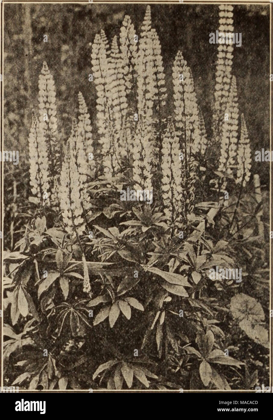 . Dreer's wholesale price list / Henry A. Dreer. . LUPINUS POLYPHYLLUS Lysimachia (Loose-strife). Perdoz. Per 100 Ciliata. 4-inch pots $0 85 $6 00 Clethroides. 4-inch pots 85 6 00 Fortunei 85 6 00 Nummularla. 3-inch pots 75 5 00 Punctata. 4-inch pots 85 6 00 Lythrum (Rose Loose-strife). Roseum Superbum. Strong 85 6 00 Virgatum 1 50 10 00 Perry's Variety (New) 2 50 Mertensia (Blue Bells). Virginica. 3-inch pots 1 25 8 00 Monarda (Horse Mint). Didyma. 4-inch pots 85 6 80 Rosea. 4-inch pots 85 6 00 Splendens. 4-inch pots 85 6 00 Cambridge Scarlet. 4-inch pots .... 85 6 06 Violacea (New). 3-inch p Stock Photo