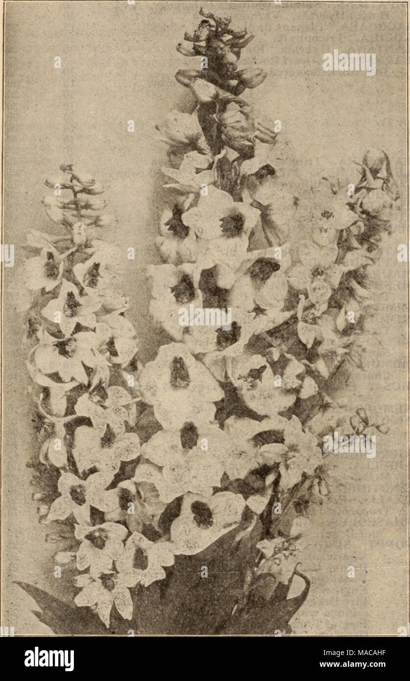 . Dreer's wholesale price list / Henry A. Dreer. . GOLD MEDAL DELPHINIUMS Tr. pkt. Oz. Acanthus mollis latifolius Achillea, Ptarmica fl. pi., &quot;The Pearl&quot; (Double White Yarrow). A fine white cut flower; blooms all summer Aconitum Napellus (Monkshood) Agrostemma Coronaria. Bright crimson Alyssum Saxatile Compactum, Yellow Ampelopsis Veitchi (Boston Ivy). $1.50 per lb. . Anemone Coronaria. Mixed colors St. Brigid. Semi-double, fine Anthemis Tinctoria Kelwayi . ' ' Anchusa Italica Dropmore Variety Aquilegia Californica Hybrida. Mixed colors ... Canadensis. Red and yellow Chrysantha. Yell Stock Photo
