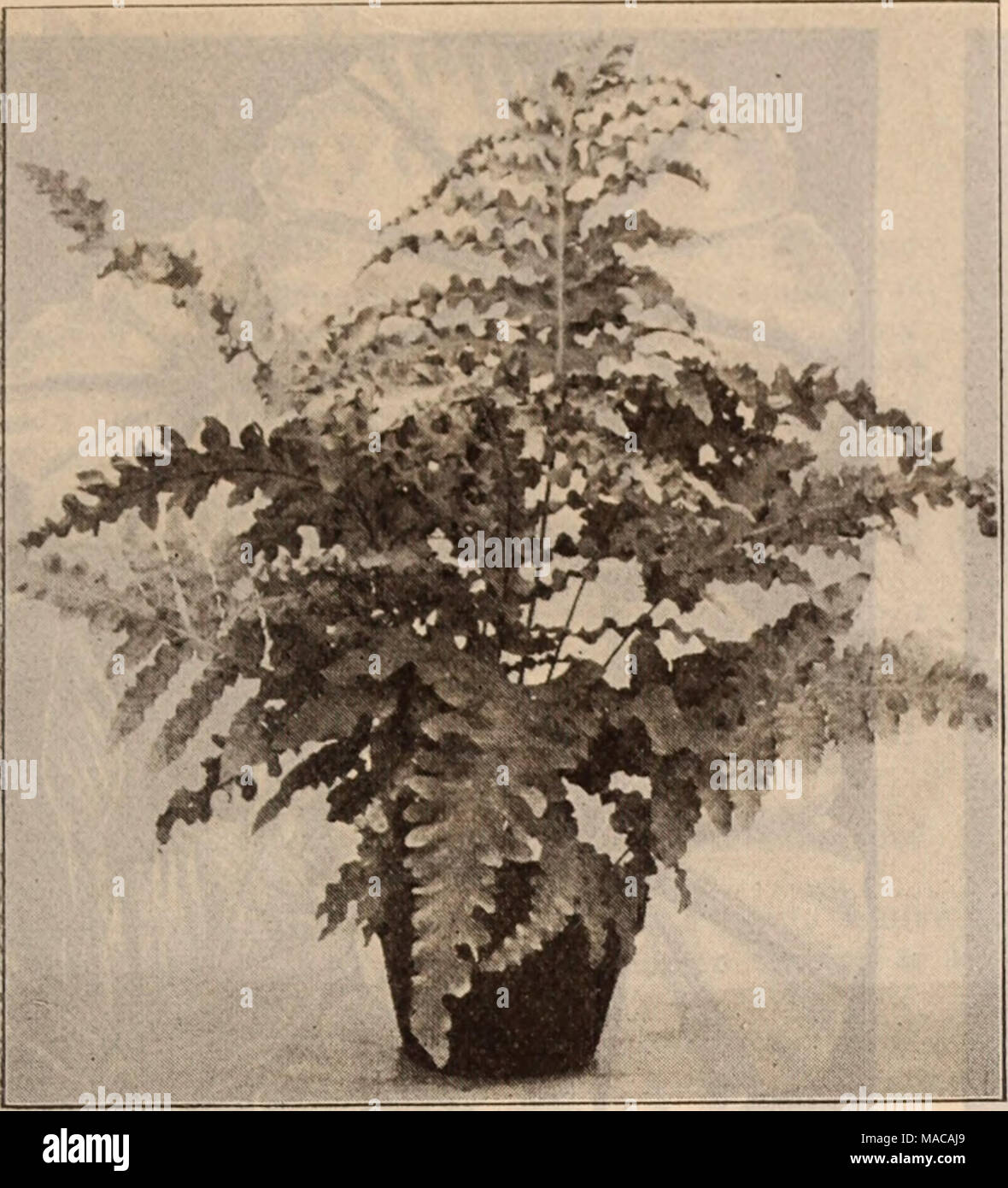 . Dreer's wholesale price list / Henry A. Dreer. . POLYPODIUM GLAUCUM CRISTATUM General Collection of Ferns Inch Pots Per 100 Per 1000 Adiantum /Emulutn Bellum &quot; Cuneatum &quot; Ferguson! Hybrldum Macrophyllutn alba- striatum Mundulum Regina St. Catherinse ... Trapezlformls .... Welgandl Alsophila Australis Aspidium Tsusslmense Blechnum Braziliensis . Cyrtomium Fortunel Davallia Afflnis Dlctyogramma Japonica Goniophleblum Sub-auriculatum Lastrea Chrysoloba Lomaria Ciliata Lygodium Japonicum &quot; Scandens Niphobolus Lingua Onychium Japonicum Polypodium Areolata Aureum Pteris Adiantoides  Stock Photo