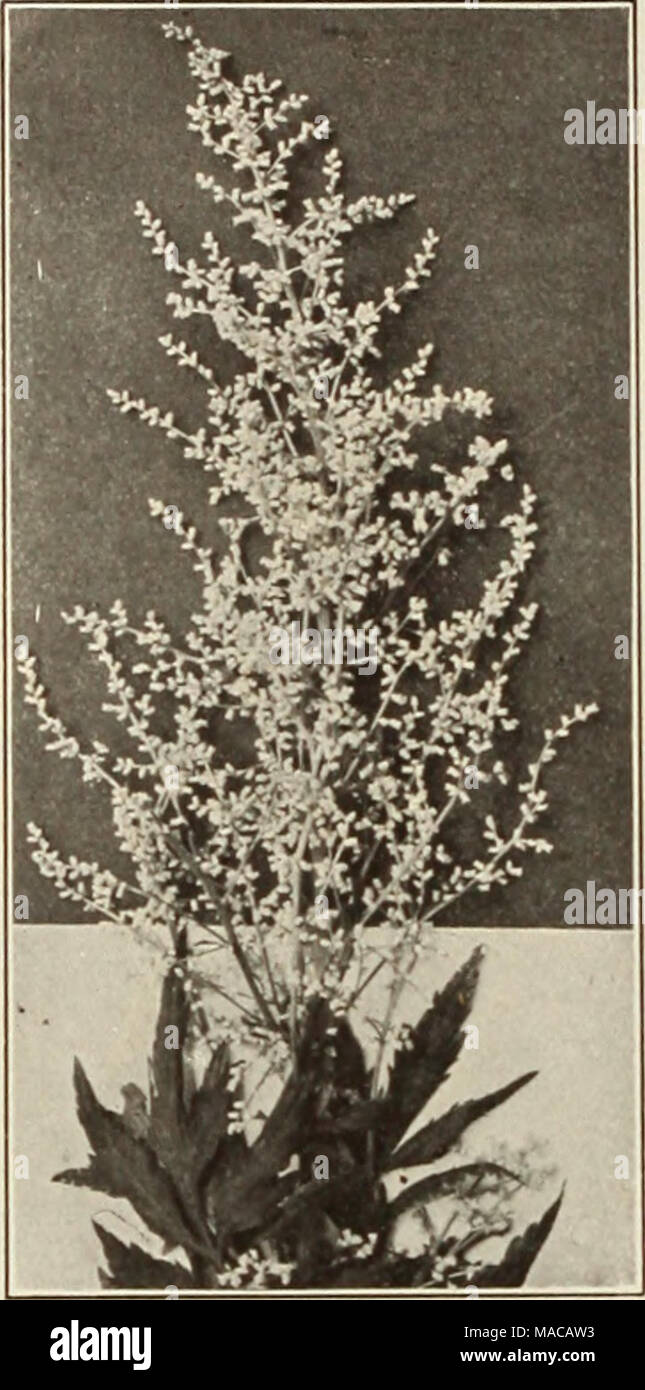 . Dreer's wholesale price list of seeds, plants, bulbs, etc . ARTEMISIA LACTIFLORA Arabis (Rock Cress). p„ j„j p„ ,00 Alplna. Early flowering, sinele white. 3-inch pots $0 85 W 00 Flore Plena. Double white, 3-inch pots .125 8 00 Arenaria (Sand Wort). Montana. 3-inch pots 1 50 10 00 Armeria Plantaginea Qigantea (New Giant Thrift). The most effective variety yet introduced, grows fully 3 feet hitrh. with riirid stems, bearing laree (rlobular heads of Rlistenine pink flowers. 35 cts. each; $3.50 per doz. Armeria (Thrift—Sea Pink). p„ j„. p„ ,00 Marltlma Splendens. 3-inch pots $0 85 t6 00 Alba. 3- Stock Photo