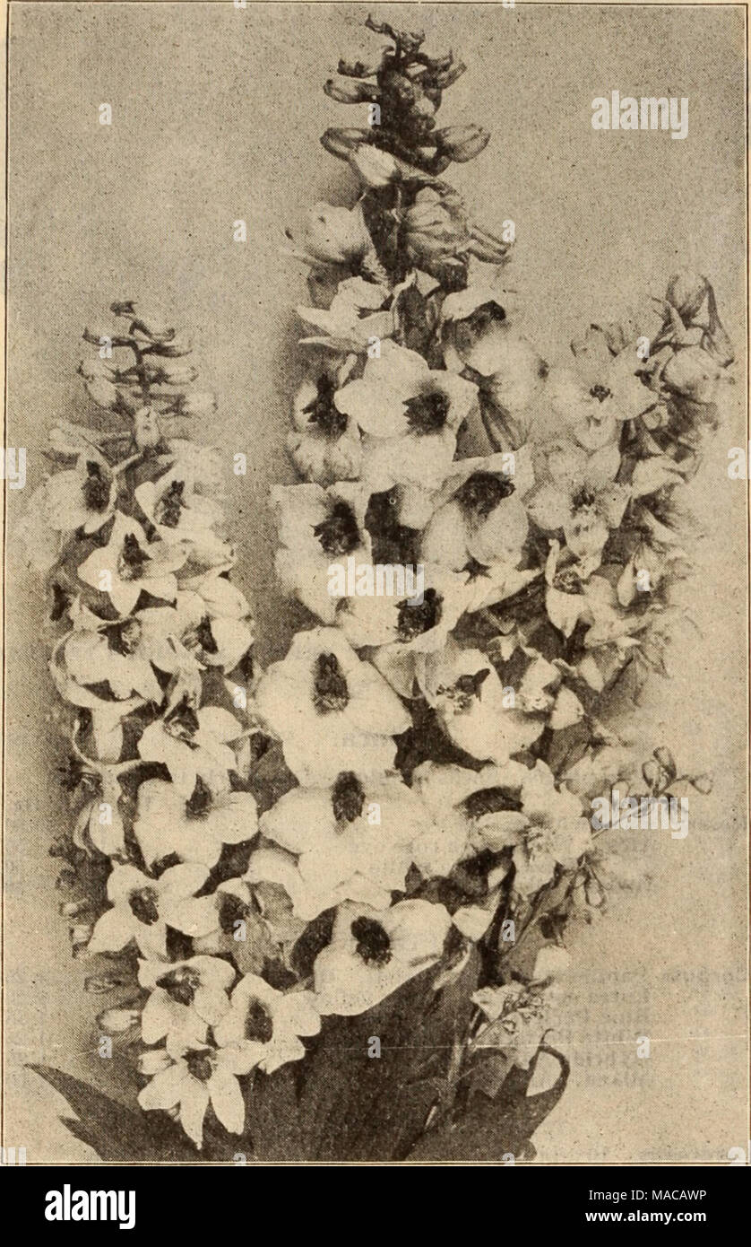 . Dreer's wholesale price list / Henry A. Dreer. . GOLD MEDAL DELPHINIUMS Tr. Acanthus mollis latifolius Achillea, Ptarmica fl. pi., &quot;The Pearl&quot; (Double White Yarrow). A fine white cut flower; blooms all summer Aconitum Napellus (Monkshood) Agrostemma Coronaria. Bright crimson Alyssum Saxatile Compactum, Yellow Ampelopsis Veitchi (Boston Ivy). $1.50 per lb. . Anemone Coronaria. Mixed colors St. Brigid. Semi-double, fine Anthemis Tinctoria Kelwayi Anchusa Italica Dropmore Variety Aquilegia Californica Hybrida. Mixed colors .... Canadensis. Red and yellow Chrysantha. Yellow &quot; Alba Stock Photo