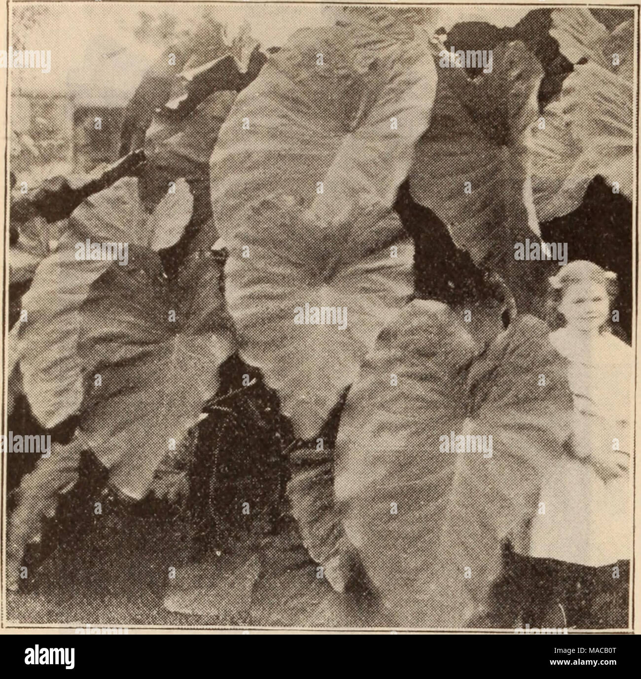 . Dreer's wholesale price list / Henry A. Dreer. . CALADIUM ESCULENTUM (Elephant's Ear) Amaryllis. Each Per doz Nehrling's Florida Hybrids. A magrnificentstrain of 60 $6 00 50 5 00 50 5 00 Pormoslssima $5.00 per 100 06 60 25 2 50 Prince of Orange 40 4 00 R. H. James, Dazzling scarlet, feathered with white 75 7 50 50 5 00 Vlttata Hybrids 30 3 00 Williamsi 35 3 50 Amorphophallus. Rivieri. Strong bulbs 30 3 00 TuberouS'^rooted Begonias. We handle the very finest strain that money can buy being grown for us by a noted specialist. Doz. 100 1000 Single. Scarlet, white, crimson, rose, yellow and oran Stock Photo