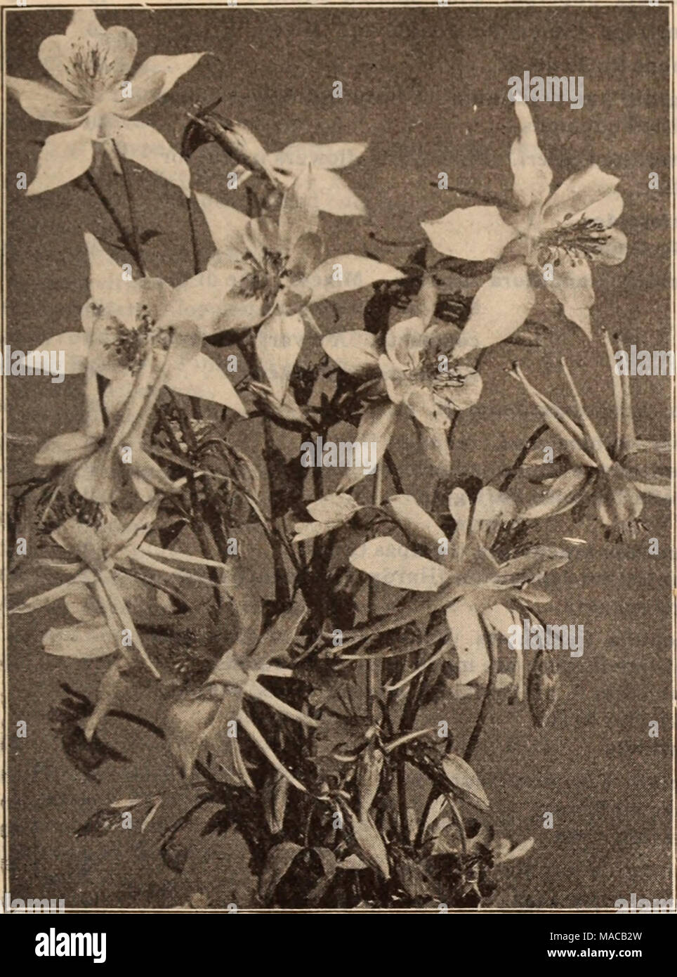 . Dreer's wholesale price list / Henry A. Dreer. . AQUILEGIA Tr. pkt. Oz. Acanthus mollis latifolius $0 10 Achillea, Ptarmica fl. pi., &quot;The Pearl&quot; (Double White Yarrow). A fine white cut flower; blooms all summer 50 3 00 Aconltum Napellus (Monkshood) 20 60 Asrostemma Coronaria. Bright crimson 10 15 Alyssum Saxatile Compactum, Yellow. 10 25 Ampelopsls Veltchi (Boston Ivy). $1.50 per lb. . 10 15 Anemone Coronaria. Mixed colors , • • • 15 50 St. Brigld. Semi-double, fine 25 1 00 Anthemis Tlnctoria Kelwayi . • • 10 30 Anchusa Italica Dropmore Variety 25 1 00 Aqullesrla Californica Hybrid Stock Photo