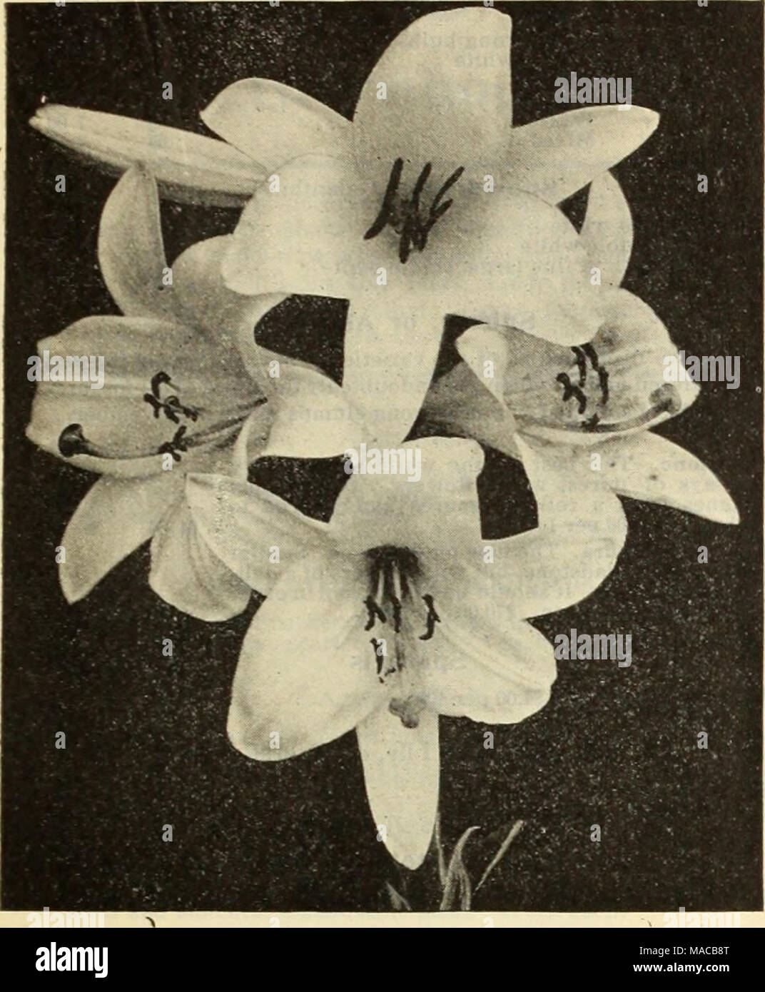 . Dreer's wholesale price list : bulbs for florists plants for florists flower seeds for florists fertilizers, fungicides, insecticides, implements, etc . LILIUM CANDIDUM (Madonna Lily) Stock Photo