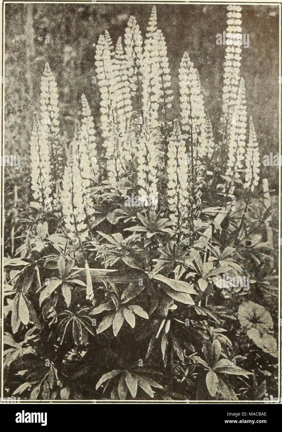 . Dreer's wholesale price list : seeds, plants, bulbs, etc . LUPINUS POLYPHYLLUS Mentha (Mint). Per doz. Per 100 Piperita. (Common Peppermint) $0 60 $4 00 Rotundifolla Variegata 75 5 00 Spicata, or Virldes. (Spearmint) 60 4 00 Mertensia (Blue Bells). Virginica. 3-inch pots 1 25 8 OO Monarda (Horse Mint). Dldyma. 4-inch pots 85 6 00 Rosea. 4-inch pots 85 6 00 Splendens. 4-inch pots 85 6 00 Cambridge Scarlet. 4-inch pots .... 85 6 00 Violacea (New). 4-inch pots 85 6 00 Fistulosa Alba. 4-inch pots 85 6 OO Nierembergia (Cup Flower). Rivularls. 3-inch pots 1 25 8 OO Orobus (Bitter Vetch). Vernus. 3 Stock Photo