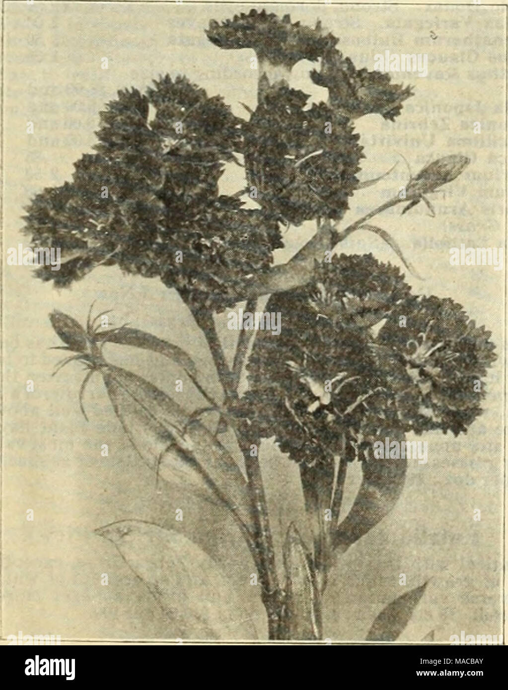 . Dreer's wholesale price list : seeds, plants, bulbs, etc . DIANTHUS LATIFOIIUS ATROCOCCINEUS, FL. PL. Digitalis (Foxglove). Per doz. Per 100 Ambigua orOrandiflora. Strong, 3!4-inch pots . . $0 85 $6 00 aioxinlceflora. White, purple, rose, lilac or mixed. Strong, 4-inch pots 85 8 OO Lanata. 3'/i-inch pots 85 6 00 Dodecatheon (American Cowslip or Shooting Star). Meadia ...â¢ 125 800 Doronicum (Leopard's Bane). Caucaslcum. 3-inch pots 125 800 Clusii. 3-inch pots 125 800 Excelsum. 3-inch pots 125 800 Draba (Whitlow Grass). Androsacea. 3-inch pots 1 25 8 00 Echinops (Globe Thistle). Banaticus. 3' Stock Photo