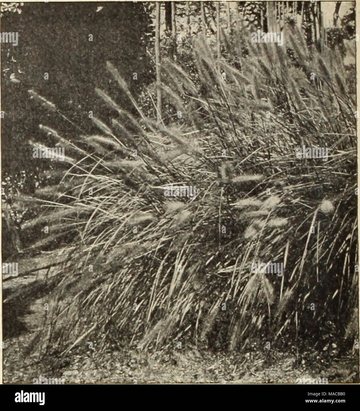 . Dreer's wholesale price list : seeds, plants, bulbs, etc . PENNISETUM JAPONICUM (Hardy Founlain Grass). Geum (Avens). Perdoz. Per 100 Atrosangulneum. 3-ineh pots $1 00 $7 00 Cocclneum. 3-inch pots 100 700 Mrs. Bradshaw iNewl. 3-inch pots 1 50 10 00 Giilenia (Bowman's Root). TrIfollaU 2 00 15 00 Glechoma or Nepeta. VarleKata (Variegated Groundsel or Ground Ivyi. 3-inch pots 85 00 ORNAMENTAL GRASSES. These are now used very extensively for beds, specimens on lawns, etc., etc. We grow the leading varieties in large quantities. For full descriptions, see pages 219 and 220 of our Garden Book for  Stock Photo