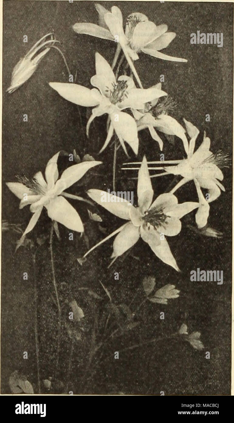 . Dreer's wholesale price list : seeds, plants, bulbs, etc . AijUILEGIA COLIJMBINE Acanthus mollis latlfollus Achillea, PUrmlca fl. pi.. &quot;The Pearl&quot; Double White Yarrow). A fine white cut flower; blooms all summer . Aconltum Napellus (Monkshood) AKrostemma Coronarla. Bright crimson Alyssum Saxatlle Compactum, Yellow .... Ampelopsls VeltchI (Boston Ivyi. $1.50 per lb. . Anemone Coronarla. Mixed colors St. Brield. Semi-double, fine Anthemis Tlnctorla Kelwayl Anchusa Italica Dropmore Variety Aqullesia Callfornica Hybrlda. Mixed colors ... Canadensis. Red and yellow Chrysantha. Yellow .  Stock Photo