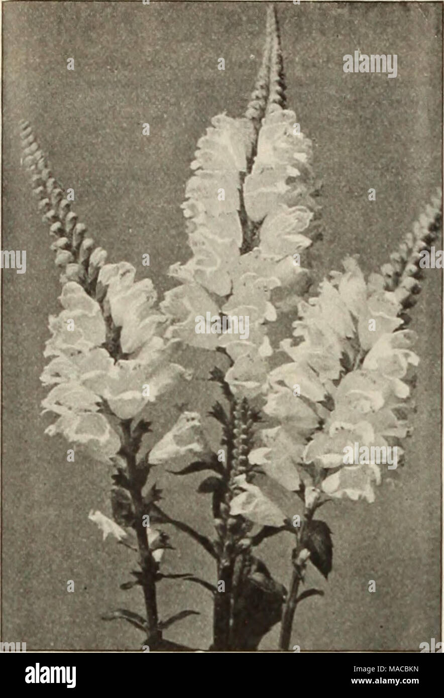 . Dreer's wholesale price list : bulbs for florists plants for florists flower seeds for florists fungicides, fertilizers, insecticides, implements, etc . PHYSOSTEGIA Pseonies, Early Flowering. Perdoz. Per too Officinalis (Mutabilis) Alba. Blush white tl 50 $10 00 Rosea. Soft bright pink . 1 50 10 00 Rubra. Crimson 100 700 Tenulfolla flore plena. Crimson 3 00 20 00 Double White Pink All Colors Mixed PfEonles In Mixture, perdoz. lOO looo I085t6 00t5000 858004000 855003500 Tree Paeonies. We offer a collection of 12 distinct varieties: strong. 3-year-old plants. 75 cents each; $8.00 per dozen. Ea Stock Photo