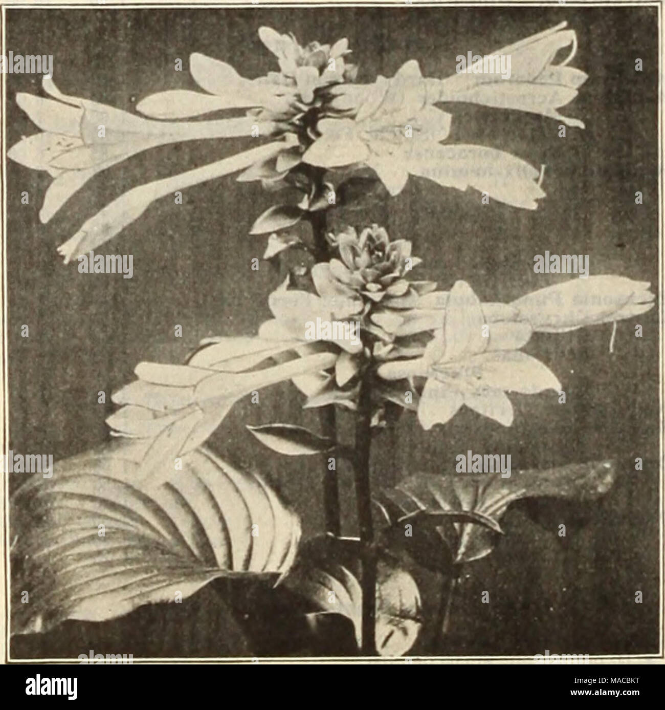 . Dreer's wholesale price list : bulbs for florists plants for florists flower seeds for florists fungicides, fertilizers, insecticides, implements, etc . Glechoma or Nepeta. Per doz. Per 100 Variegata (Variegated Groundsel or Ground Ivy). 3-inch pots $0 85 $6 00 Qunnera. Scabra. Fine strong plants in 5-inch pots of this grand foliage plant. 35 cents each: $3.50 per dozen. Gypsophila (Baby's Breath). Paniculata Flore Plena. This double flowering Gypsophila is one of the most important hardy plants for cutting purposes. Strong plants, 20 cts. each ; $2.00 per doz.; $15.00 per 100. Per doz. Per  Stock Photo