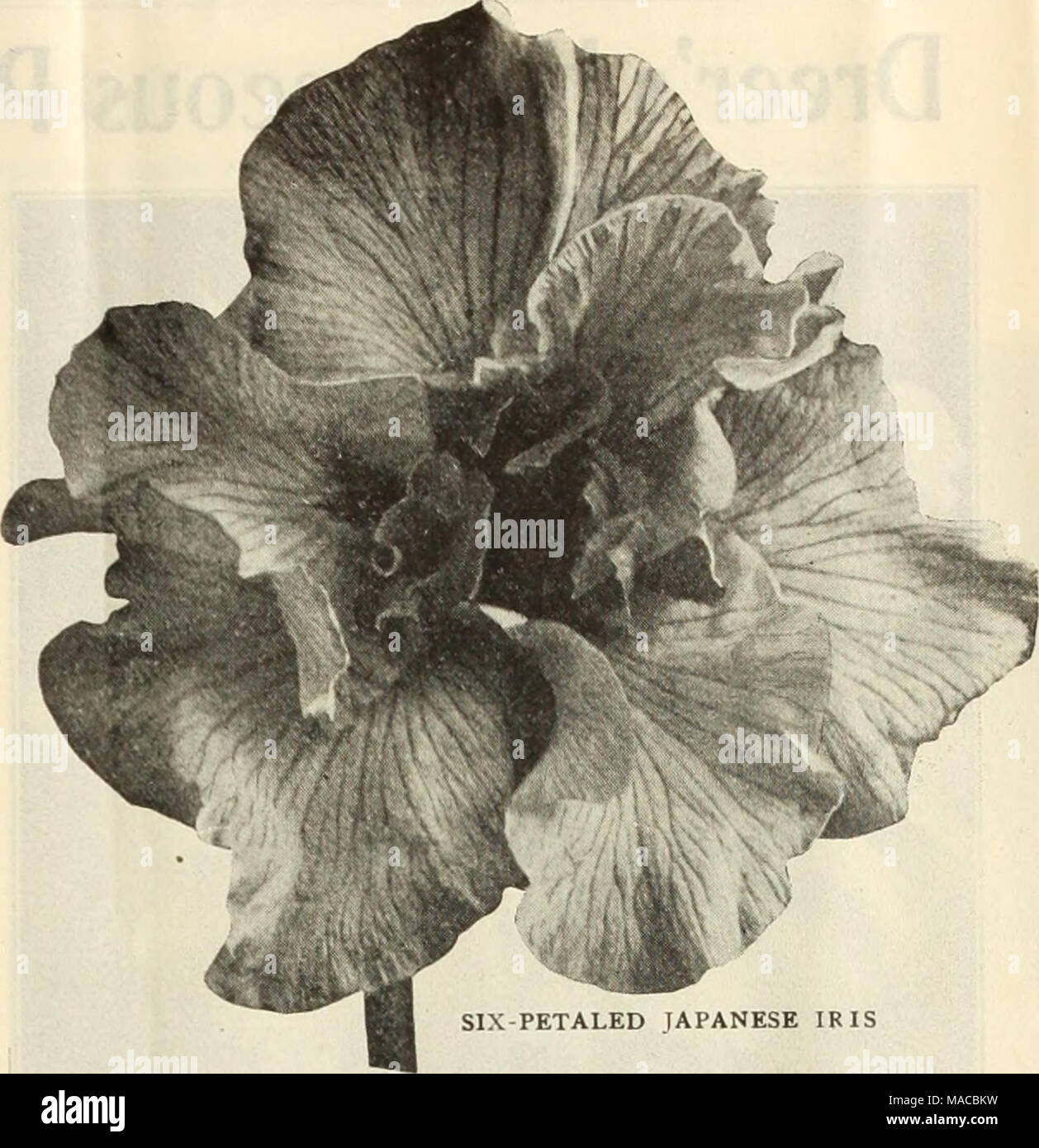 . Dreer's wholesale price list : bulbs for florists plants for florists flower seeds for florists fungicides, fertilizers, insecticides, implements, etc . Mertensia (Blue Bells). Vlrginica. 3-inch pots 1 25 Monarda (Horse Mint). DIdyma. 4-inch pots 85 Rosea. 4-inch pots 85 Splendens. 4-inch pots 85 Cambridge Scarlet. 4-inch pots . 85 Violacea (New). 4-inch pots 85 Fistulosa Alba. 4-inch pots 85 Nierembergia (Cup .'^lower). Rivularis. 3-inch pots... 1 25 Orobus (Bitter Vetch). Vernus. 3-inch pots 1 50 Lathyroides. 3-inch pots 1 50 00 6 00 6 00 6 00 6 00 6 DO 6 00 8 00 10 00 10 00 SIX-PETALED JA Stock Photo