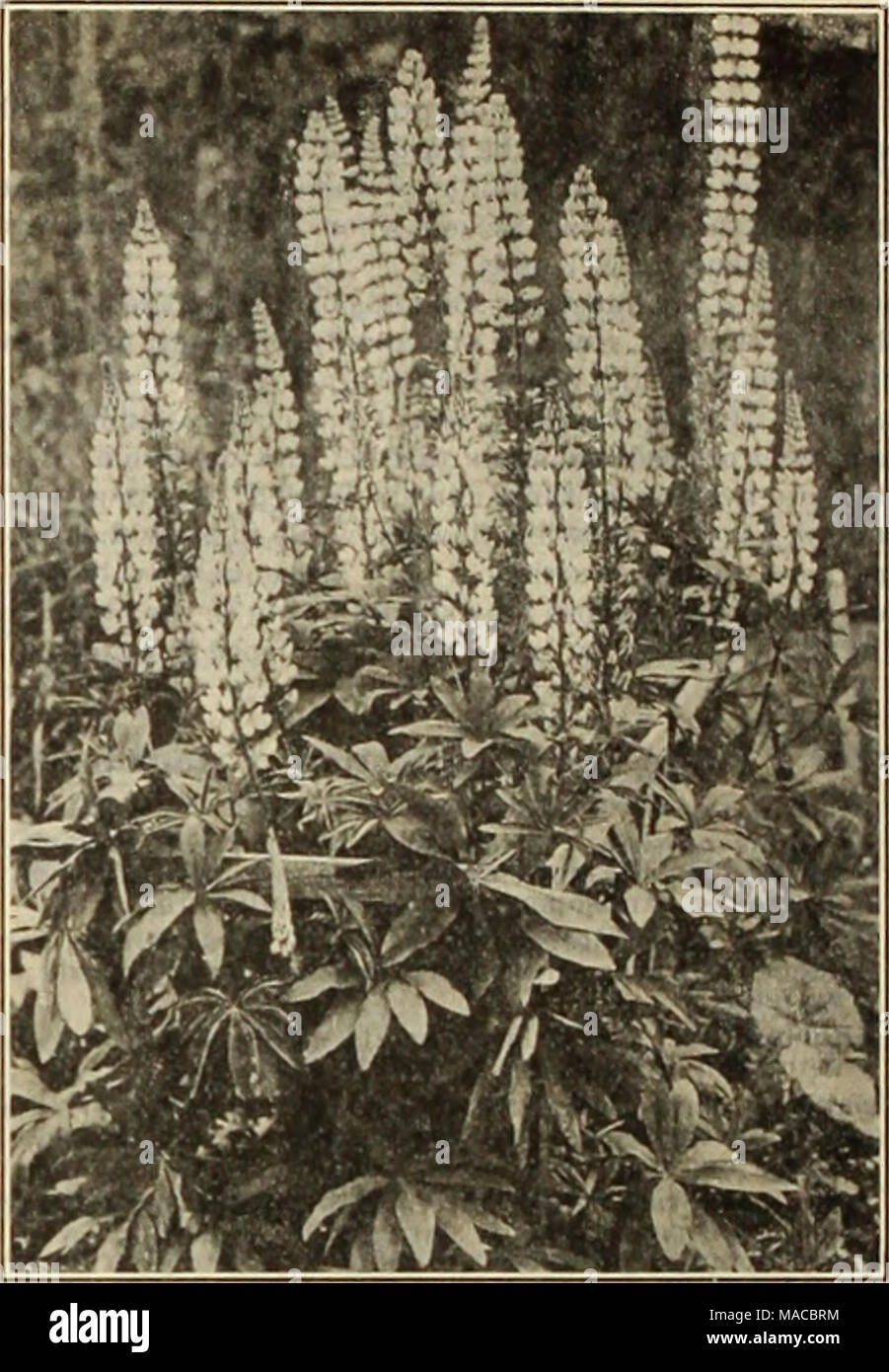 . Dreer's wholesale price list of seeds plants and bulbs for florists : fertilizers, insecticides, tools and sundries . LUI'INUS PUI.YI'HYLLUS Lysimachia (Loose-strife). Perdoz. Perioo Cillata. 4-inch pots $0 85 Clethroldes. 4-inch pots Fortunei Nummularla. 3-inch pots . .... Punctata. 4-inch pots Lythrum (Rose Loose-strife). Koseum Superbum. Strong Vlrgatum Perry's Variety iNewi Mertensia (Blue Bells). Vlrglnlca. 3-inch pots . 0 85 $6 00 85 6 00 85 6 00 75 5 00 85 6 00 85 6 00 1 50 10 00 2 50 Monarda (Horse Mint). Dldyma. 4-inch pots • Rosea. 4-inch pots Spiendens. 4-inch pots Cambridge Scarl Stock Photo