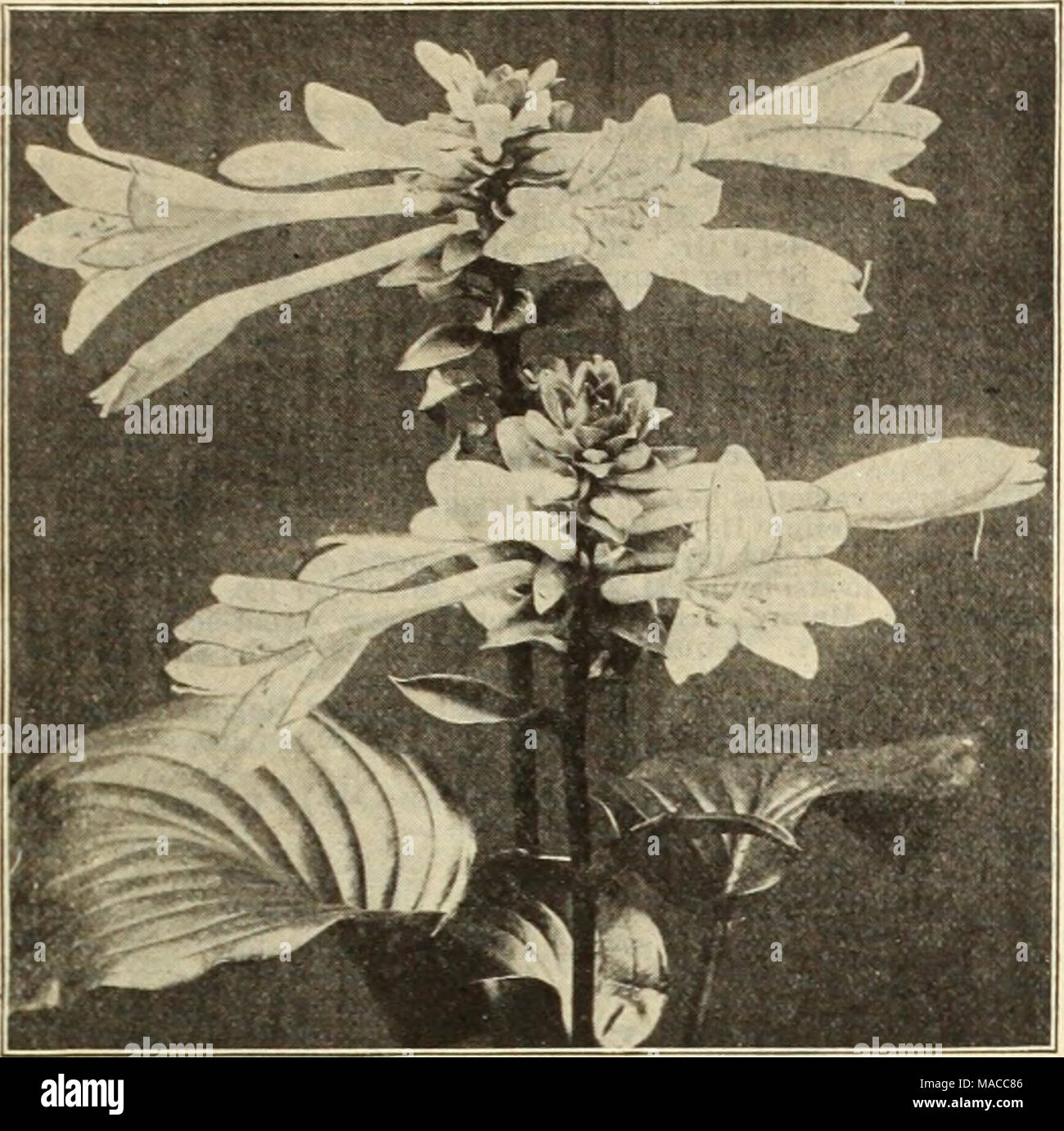 . Dreer's wholesale price list : bulbs for florists plants for florists flower seeds for florists fungicides, fertilizers, insecticides, implements, etc . Rare Hardy Harts^^tongue Ferns. Scolopendrlum Vulgare. The ordinary English Harts-tongue. $3.00 per dozen; $20.00 per 100. Scolopendrium Vulgare Digitato Crlstatum. Ends of fronds much branched and crested. $3.50 per dozen; $25.00 per 100. Scolopendrlum Vulgare Marginatum. Edges of fronds deeply serrated. $3.50 per dozen; $25.00 per 100. Scolopendrlum Vulgare Undulatum. Edges of fronds beautifully waved and crested. $3.50 per dozen; $25.00 p Stock Photo