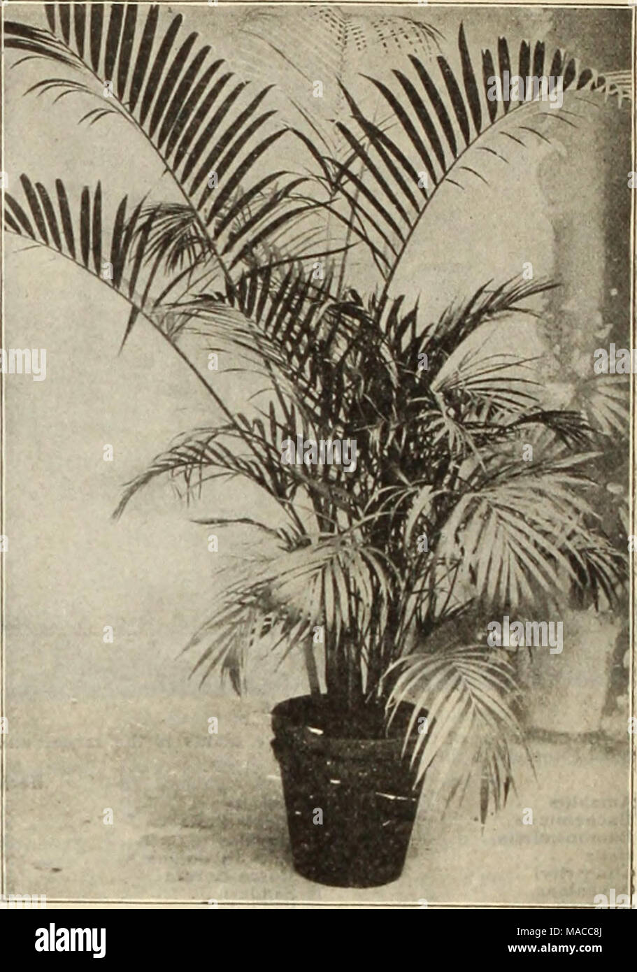 . Dreer's wholesale price list : bulbs for florists plants for florists flower seeds for florists fungicides, fertilizers, insecticides, implements, etc . COCOS WEDDELIANA ARECA LUTESCENS Caryota Blancoll. A rare variety of the Fish-tail Palm. 3-inch pots, $1.50 per doz.; $10.00 per 100. Caryota Urens. 2'/4-inch pots, $1.25 per doz.; $8.no per 100. Chamcedora Elegans. 3-inch pots, $1.50 per doz.: $10.00 per 100. Cocos Flexuosus and Plumosus. Extensively used in parts of California and Louisiana foront-d'oor planting, and also valuable for decorative purposes. 2'/4-inch pots, $1.50 per doz.;$10 Stock Photo