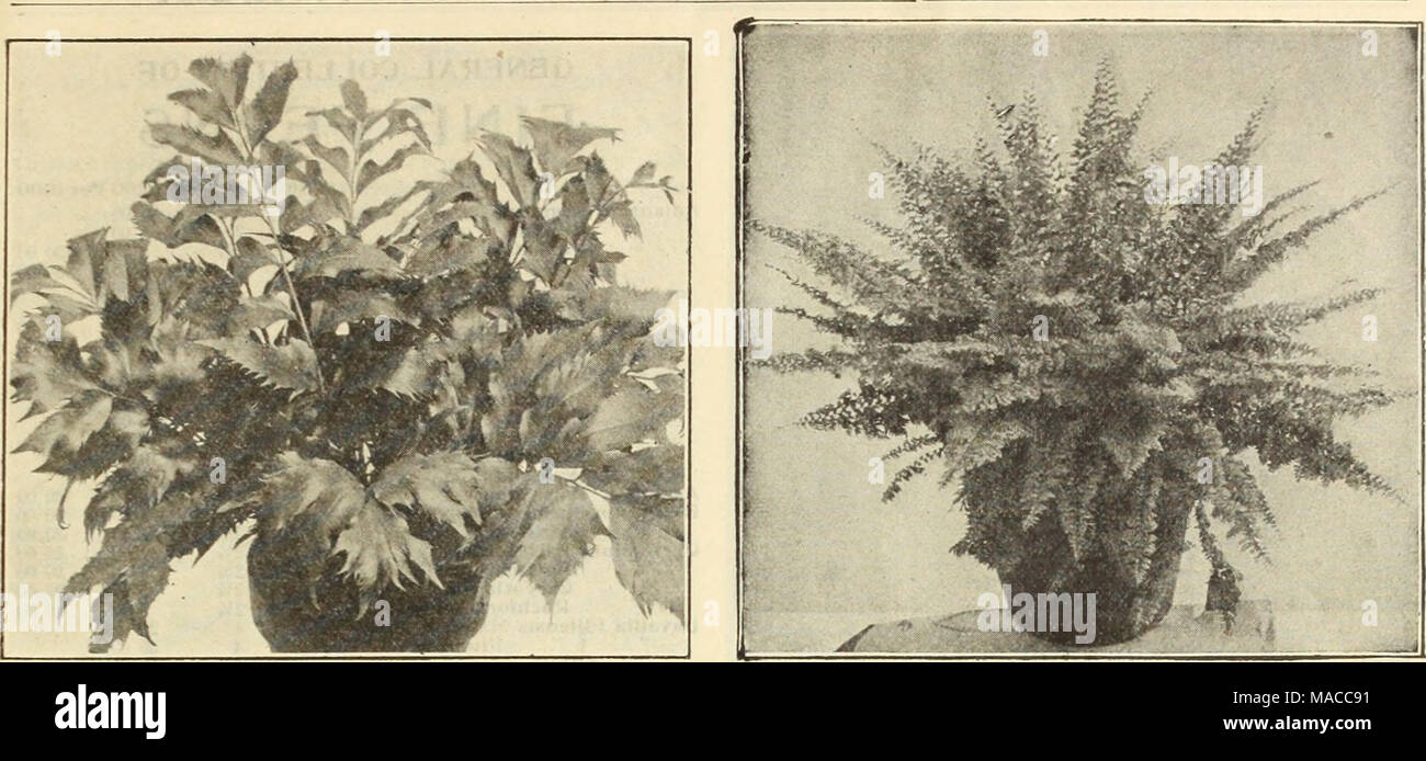 . Dreer's wholesale price list : bulbs for florists plants for florists flower seeds for florists fungicides, fertilizers, insecticides, implements, etc . I CYRTOMIUM ROCHFORDIANUM. (Seepage l8. ) NEPHROLEPIS SCHOLZELI DREER'S FINE FERNS The Boston Fern and Its Varieties Nephrolepis Bostoniensis (The Boston Fern) 2'4-inch pots. 75 cts. per doz.; $5.00 per 100 ; $40.00 per 1000. 6-inch pots. 50 cts. each. Nephrolepis Cordata Coinpacta. 2'/i-inch pots, 60 cts. per doz.; $4.00 per 100. Nephrolepis Scholzeli (Crested Scott Fern). 2%-inch pots, 85 cts. per doz.; $6.00 per 100 ; $50.00 per 1000. 6-i Stock Photo