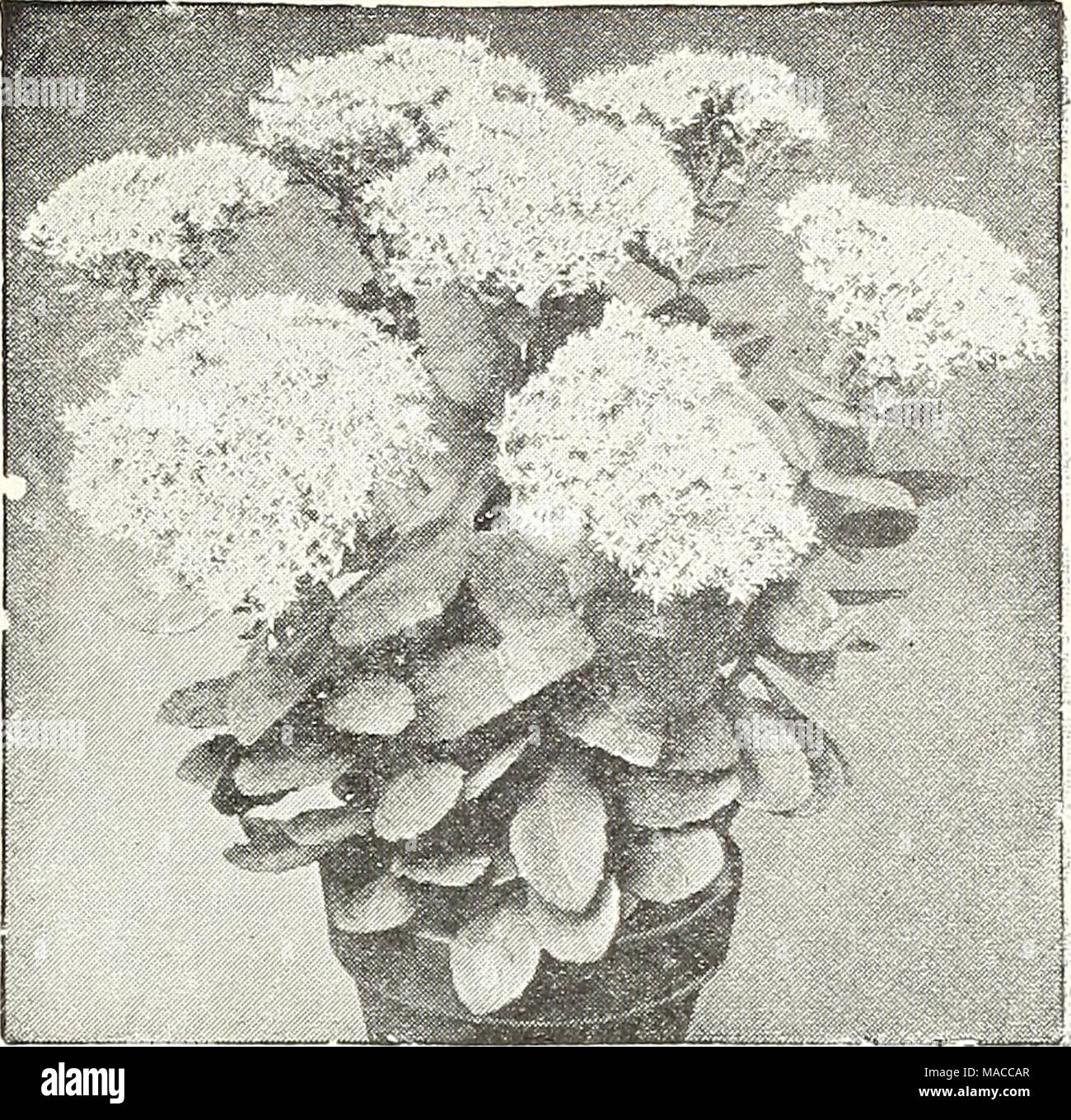 . Dreer's wholesale price list : flower seeds for florists plants for florists bulbs for florists vegetable seeds fertilizers, fungicides, insecticides, implements, etc . SALVIA SEDUM SPECTABILE &quot;BRILLIANT&quot; PiumbagO (Lead Wort). Per doz. Larpentte. Strong plants, 3-inch pots $1 50 Polemonium (Jacob's Ladder). Reptan9. 3-:nch pots 1 50 Potentilla (Cinquefoil). Atrosanguinea. Rich single crimson 1 75 Formosa. Single rosy-red 1 75 William Rolllson. Double mahogany, suffused orange 1 75 Polygonum (Knot-weed). Brunonls 1 50 Compactum 1 50 Primula. Verls (English Cowslip). 3-inch pots 1 50 Stock Photo