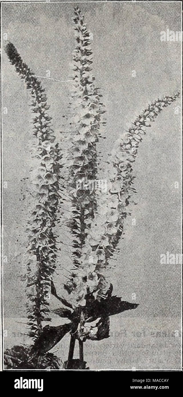 . Dreer's wholesale price list of seeds plants and bulbs for florists fertilizers, insecticides, tools and sundries . VERONICA LONGIFOLIA SUBSESSIL1S Verbascum. (Mullein.) Perdoz. Per lOO Phoeniceum. 3-inch pots |i 00 $7 00 Vernonia. (Iron Weed.) Arkansana 85 6 00 Veronica. (Speedwell.) Amethyatina. 3^-inch pots 100 700 Ineana. 3-inch pots 100 700 LoDEifolla Snbsessllls. 3^-inch pots i 25 8 00 Maritima. 3-inch pots i 00 7 00 Prostrata. 3-inch pots i 00 7 00 Rosea. 3-inch pots i 00 7 00 Rupestris. 3-inch pots i 00 7 00 Spicata. 4-inch pots 100 700 &quot; Alba. 3-inch pots i 00 7 00 Vlrginica. 3 Stock Photo