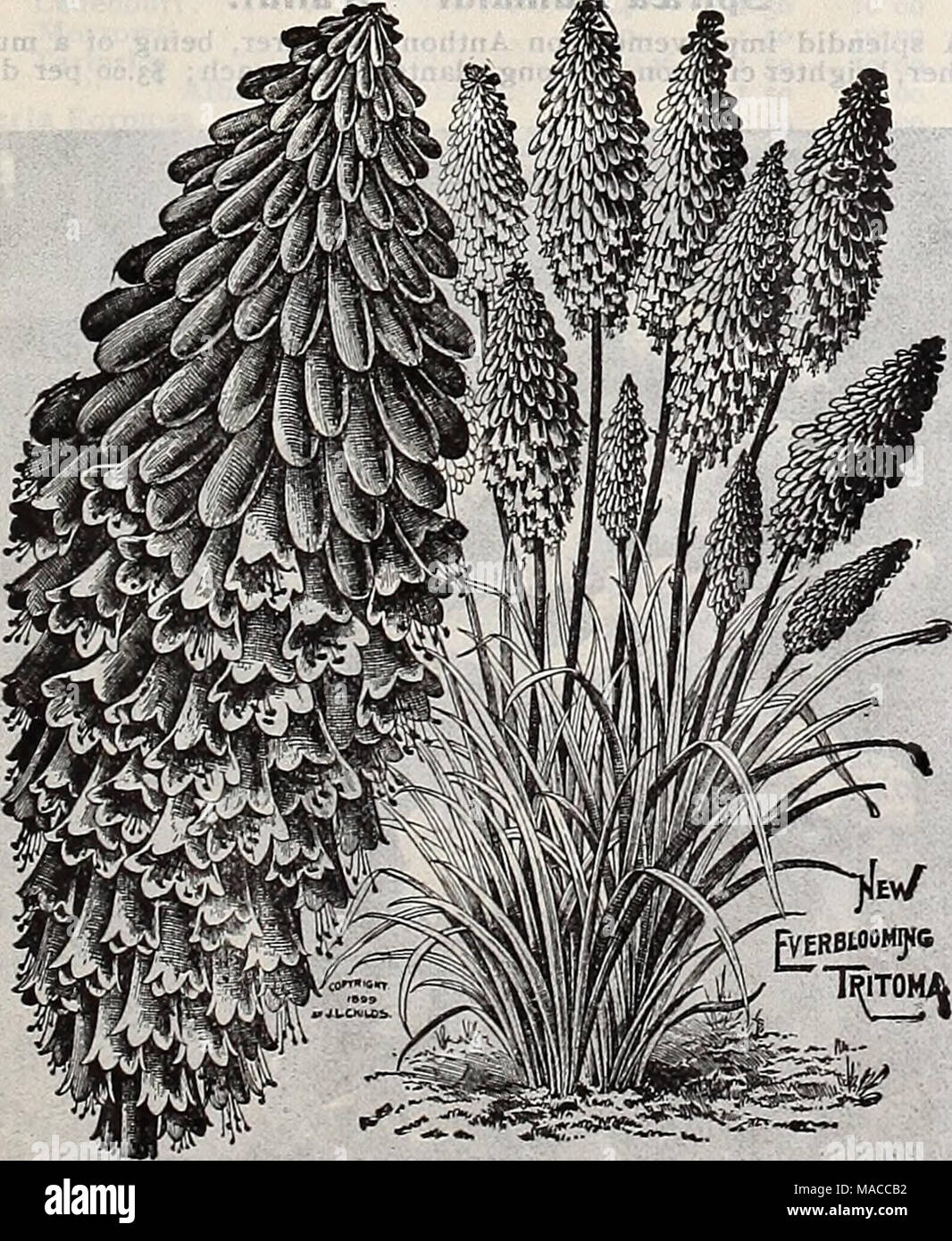 . Dreer's wholesale price list of seeds plants and bulbs for florists fertilizers, insecticides, tools and sundries . pVERBtOOMJlS / &quot;I^ITOH^ TRITOMA PFITZKRII (Red Hot Poker Plant) Stock Photo
