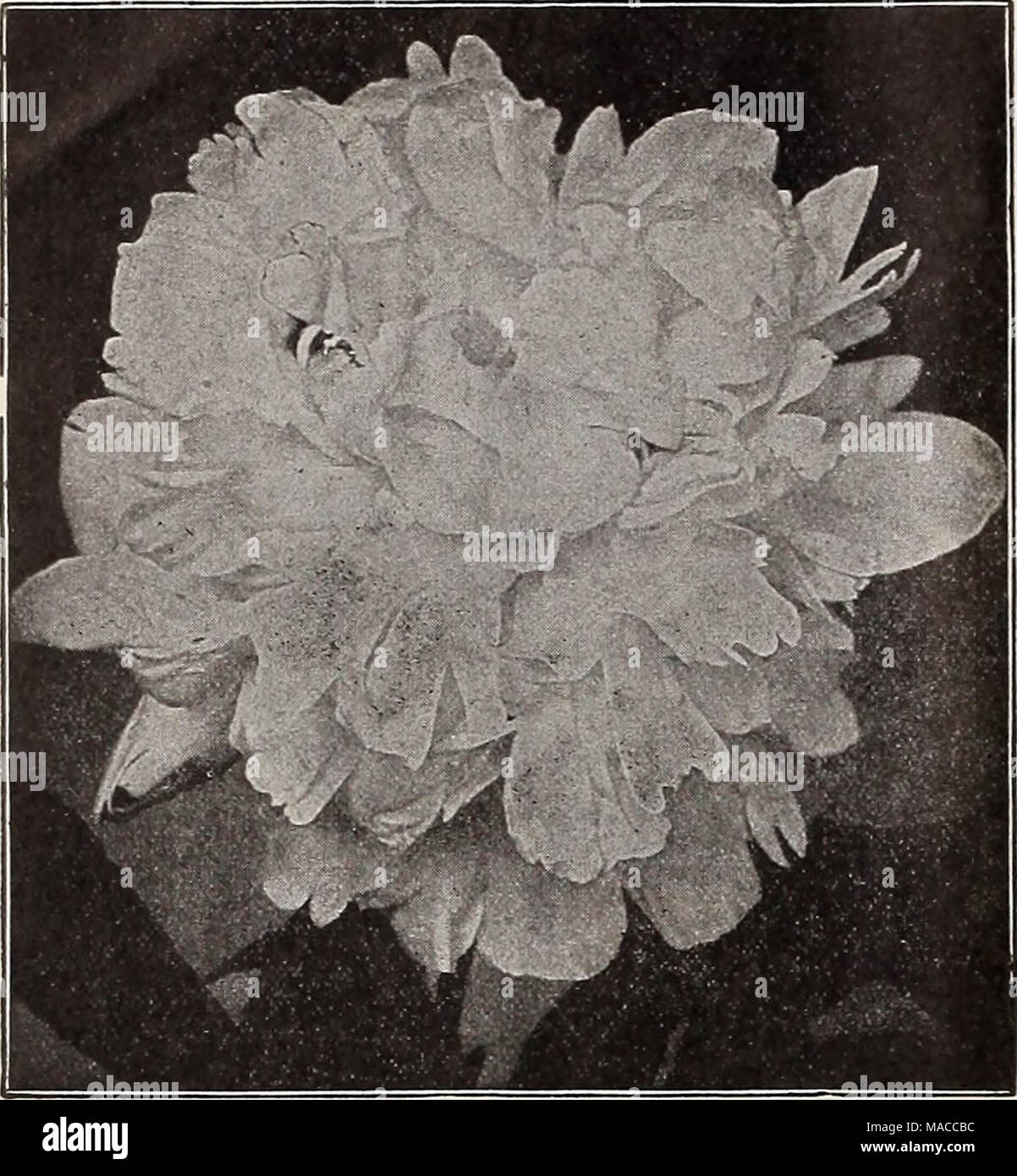 . Dreer's wholesale price list of seeds plants and bulbs for florists fertilizers, insecticides, tools and sundries . true to descrip- HERBACEOUS P^ONY, FESTIVA MAXIMA Marshallia. Per doz. Trinervis. 3-inch pots &gt;i 5° Mentha. (Mint.) Piperita. (Common Peppermint.) Rotundlfolia Varlexata Splcata, or Vlrldes. (Spearmint.) . 60 85 60 Mertensia. (Blue Bells.) Vlrglnlca. 3-inch pots i 25 Monarda. (Horse Mint.) Didyma. 4-inch pots &quot; Rosea. 4-inch pots &quot; Splendens. 4-mch pots . &quot; Cambrldce Scarlet. 4-inch pots &quot; VIolacea (New). 3-inch pots . Platulosa Alba. 4-inch pots 85 85 85 Stock Photo
