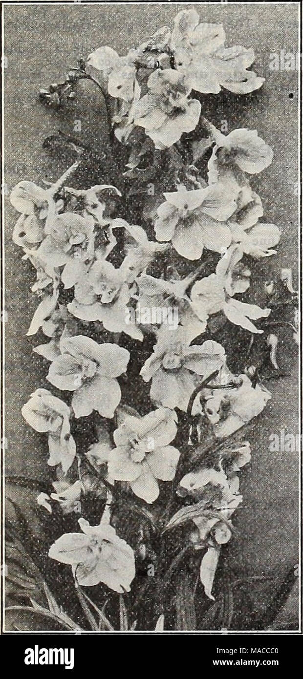 . Dreer's wholesale price list of seeds plants and bulbs for florists fertilizers, insecticides, tools and sundries . Rare Hybrid Delphiniums. Amos Perry. Symmetrically formed, semi-double flowers of a rich rosy-mauve, flushed sky-blue, conspicuous black eye. 2S cents each ; $2.50 per dozen ; $20 00 per 100. Amyas Leigh. Large spikes of rich sky-blue flowers, the inner petals rich rosy-plum with white centre. 25 cents each; $2.50 per dozen; $20.co per 100. Beatrice Kelway. Deep, rich blue with a conspicuous yellow eye. |2.00 per dozen ; $15.00 per 100. Belladonna. The freest of all, never out  Stock Photo