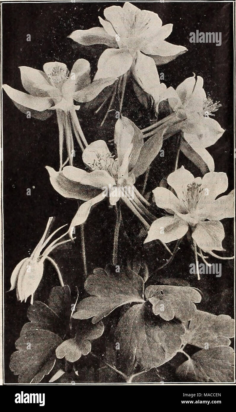. Dreer's wholesale price list : seeds for florists plants for florists bulbs for florists vegetable seeds, fungicides, fertilizers, insecticides, implements, sundries, etc . AQUILEGIA OR COLUMBINE Tr. Acanthus mollis latlfollus Achillea, Ptarmicafl.pl., &quot;The Pearl&quot; (Double White Yarrow). A fine white cut flower; blooms all summer Aconltum Napellus. (Monkshood) Adonis vernalis Agrostemma Coronarla. Bright crimson Alyssum Saxatile Compactum. Yellow Anchusa Italics, Dropmore Variety. One of the best perennials of recent introduction Anemone Coronarla. Mixed colors St. Brlgld. Semi-doub Stock Photo