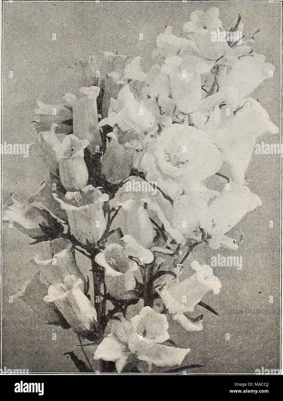 . Dreer's wholesale price list : bulbs for florists plants for florists flower seeds for florists vegetable and grass seeds, fertilizers, insecticides tools, sundries, etc . COREOPSIS LANCEOLATA GRANDIFLORA CAMPANULA MEDIUM (Canterbury Bells) Tr. pkt. Auricula, Choicest mixed. (Primula) 30 Bocconia Cordata. (Plume Poppy) 10 Boltonia Asteroides. White 25 &quot; Latisquama. Pink 25 Callirhoe Involucrata . 15 Campanula Carpatica. Blue. 10 Alba. White 10 Latifolla macrantha 15 Media calycanthema. Blue (Cup and Saucer, Canterbury Bells) 25 &quot; &quot; Rose 25 &quot; &quot; Striped 25 White 25 &qu Stock Photo