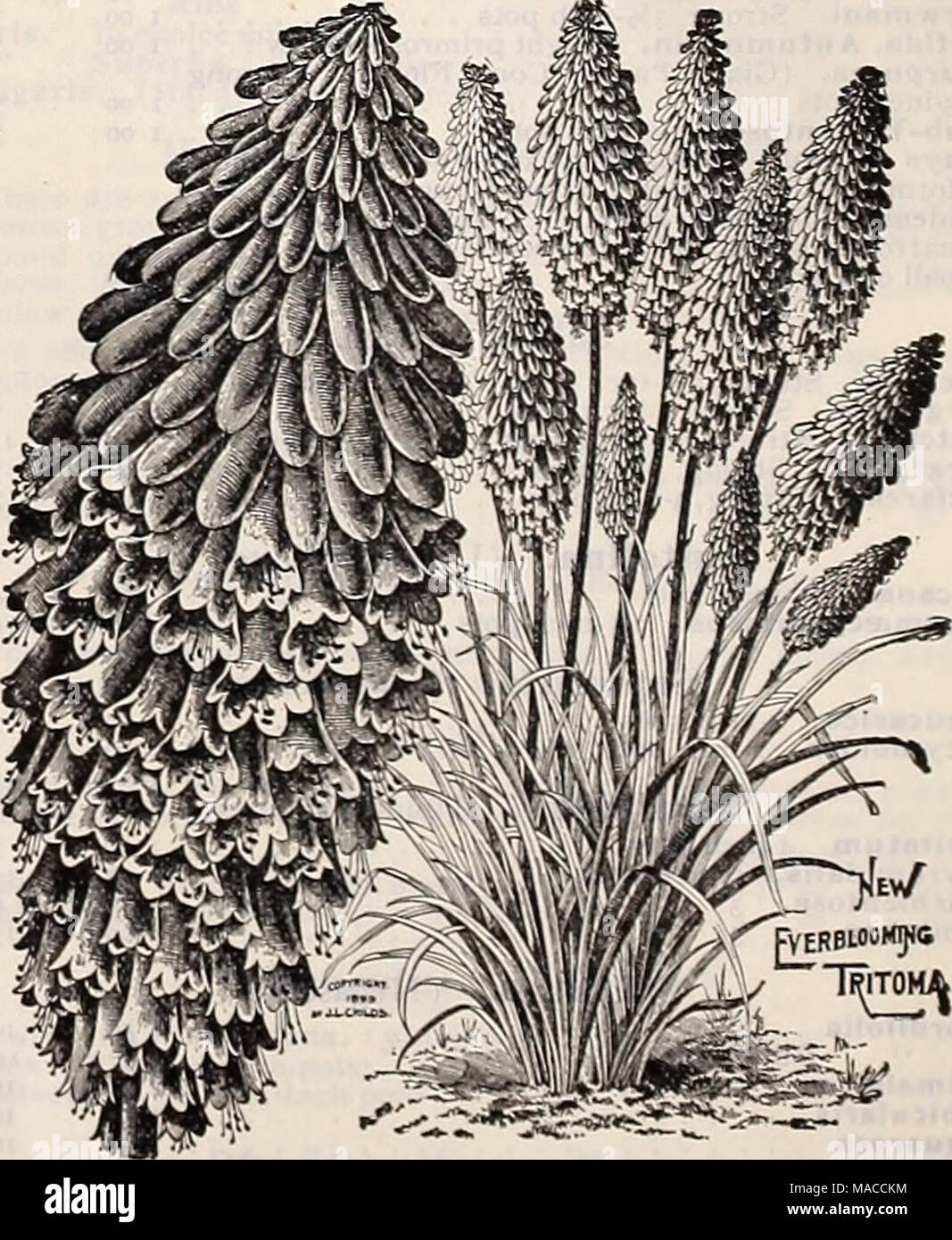 . Dreer's wholesale price list spring edition April 1910 June : seeds plants and bulbs for florists fertilizers, insecticides, tools, sundries, etc . tritoma pfitzerii (Red Hot Poker Plant) Stock Photo