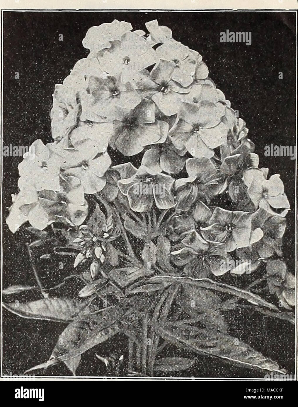 . Dreer's wholesale price list spring edition April 1910 June : seeds plants and bulbs for florists fertilizers, insecticides, tools, sundries, etc . HARDY PHLOX Best Light Varieties With Dark Eyes. Bridesmaid (Tall). White, with large crimson-carmine centre. Colibri (Tall). White, with crimson-carmine centre; very late. Henry Murger (Tall). Beautiful variety; white, crimson-carmine centre. H. O. Wijers (Tall). Glistening white, with bright crimson-carmine eye. Price : Any of the Light Varieties with Dark Eyes, $5.00 per 100 ; $40.00 per 1000. Best Purple and Crimson Varieties. B. Comte (Tall) Stock Photo