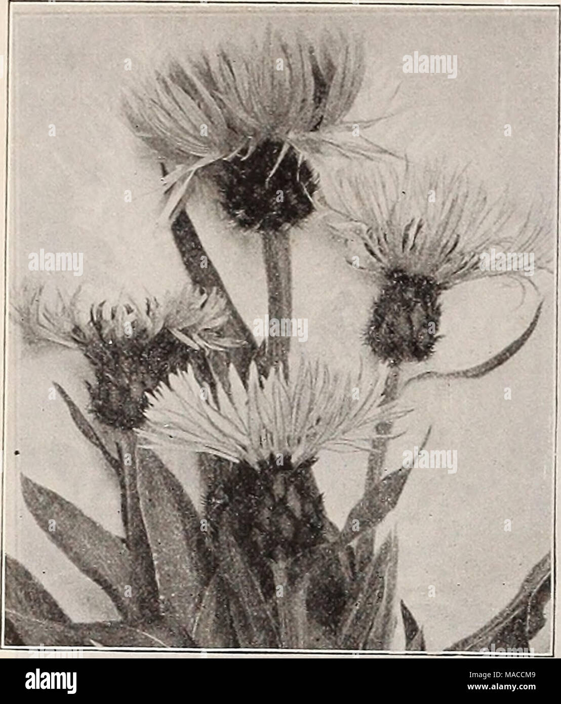 . Dreer's wholesale price list : bulbs for florists plants for florists flower seeds for florists vegetable and grass seeds, fertilizers, insecticides tools, sundries, etc . CENTAUREA MONTANA Hardy Cactus. Perdoz. Echinocactus Simpsoni. (Hedge Hog Cactus) . |2 oo Echinocereus Viridiflora. (Green-flowered Cereus) i 25 Opuntia Arenaria i 25 &quot; Rafinesquii i 25 &quot; Phaeacantha Major. (Gay-spined Cactus) i 50 &quot; Polycantha or Missouriensis i 25 Callirhoe. (Poppy Mallow. Involucrata. Strong LInearlloba. Strong Caltha. (Marsh Marigold.) Palustris. Good plants 85 &quot; Flore Plena. Good p Stock Photo