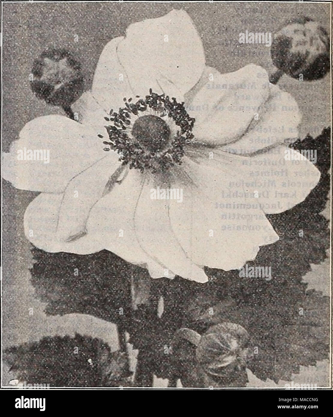 Dreer's wholesale price list spring edition April 1910 June : seeds plants  and bulbs for florists fertilizers, insecticides, tools, sundries, etc .  ANEMONE JAPONICA, (JAPANESE WINDFLOWER) Agrostemma. (Campion.) Coronaria.  3^2-inch pots