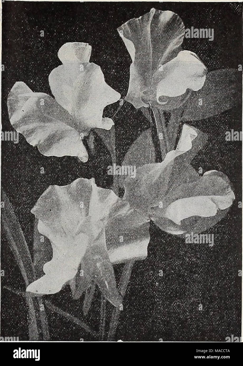 . Dreer's wholesale price list spring edition April 1910 June : seeds plants and bulbs for florists fertilizers, insecticides, tools, sundries, etc . ORCHID FLOWERED SWEET PEAS (OFFERED ON PAGE 12). Viola (Tufted Pansies). Tr, Cornuta Papllio (Butterfly Violet). Blue . . &quot; Lutea splendens. Clear yellow &quot; Blue Perfection. Deep blue . ... &quot; White Perfection. Fine white &quot; Hybrida Admirabills &quot; nixed. All colors ... Odorata. Mixed. (Sweet Violet.) Viscaria. Cardinalis. Bright red Oculata Mixed. All colors Wallflower. Single Goliath. Deep velvety brown . &quot; Extra Early  Stock Photo