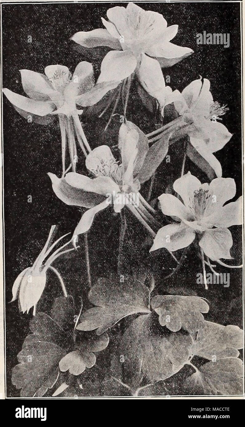 . Dreer's wholesale price list spring edition April 1910 June : seeds plants and bulbs for florists fertilizers, insecticides, tools, sundries, etc . Tr. AQUILEGIA OR COLUMBINE Tr. Acanthus mollis latifolius Achillea, PUrmicafl.pl., &quot;The Pearl&quot; (Double White Yarrow). A fine white cut flower; blooms all summer Aconltum Napellus. (Monkshood) Adonis vernalis .... Agrostemma Coronaria. Bright crimson Alyssum Saxatile Compactum. Yellow Ampelopsis Veitchi. (Boston Ivy.) $1.50 per lb. Anemone Coronaria. Mixed colors .... St. Brlgld. Semi-double, fine Anthem is Tinctoria Kel way i . Aquilegl Stock Photo