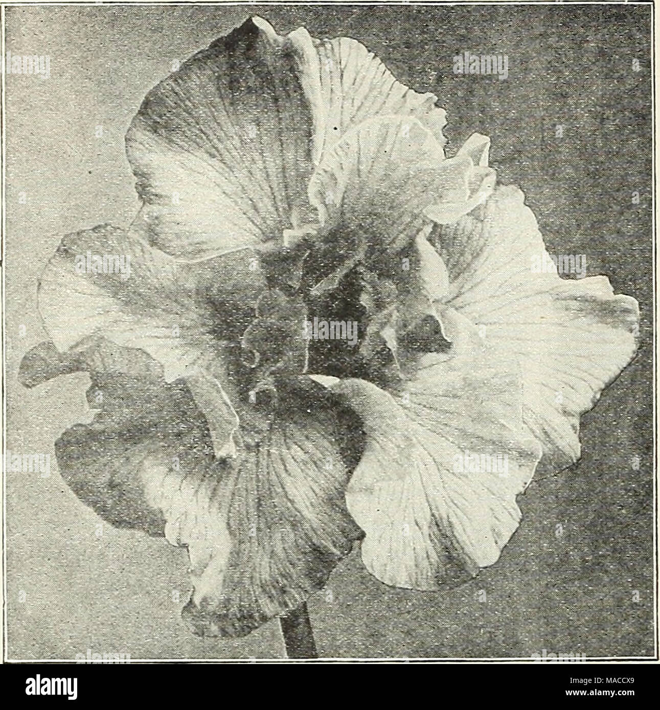 . Dreer's wholesale price list : flower seeds for florists plants for florists bulbs for florists vegetable seeds fertilizers, fungicides, insecticides, implements, etc . SIX-PETALED JAPANESE IRIS Dreer's Imperial Japanese Iris No. Order by name or number. 3. kosui-no-lro. Violet-blue, veined with white; 6 petals. 4. Vomo-no-uml. A fine, free-flowering early creamy-white, 6 petals. 15. Gekka=no-naml. Very early pure white. 16. kummoma-no-sora. Silvery white, suffused with soft light blue. 44. Yoshlmo. Creamy-white, delicately veined with violet. 65. Shuchlukwa. Crimson-purple with large white  Stock Photo