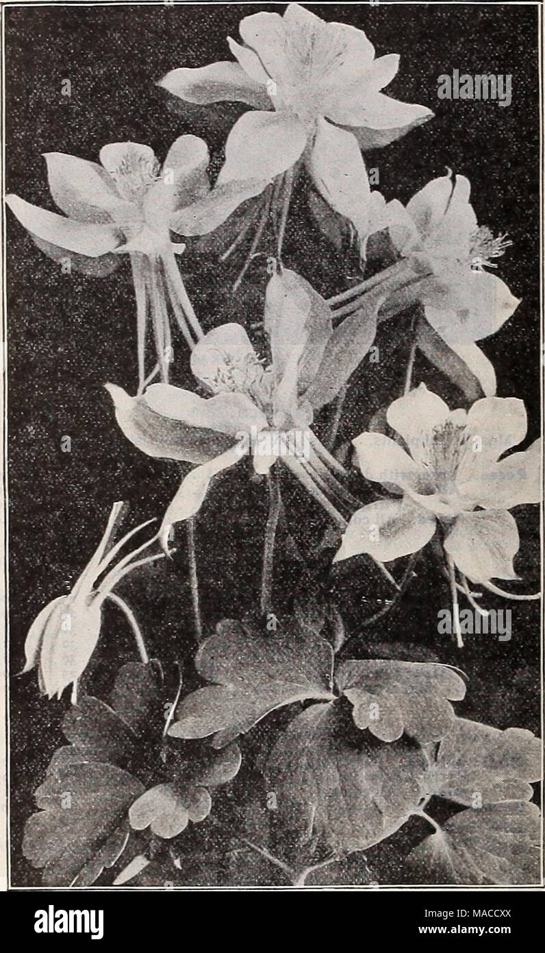 . Dreer's wholesale price list : seeds for florists plants for florists bulbs for florists vegetable seeds, fungicides, fertilizers, insecticides, implements, sundries, etc . Tr AQUILEGIA OR COLUMBINE Tr. Acanthus mollis latifolius Aclilllea, Ptarmlcafl.pl., &quot;The Pearl&quot; (Double White Yarrow). A fine white cut flower; blooms all summer Aconitum Napellus. (Monkshood) Adonis vernalig Agrostemma Coronaria. Bright crimson Alyssum Sazatile Compactum. Yellow Ampeiopsis Veitchi. (Boston Ivy.) |i.5operlb. Anemone Coronaria. Mixed colors St. Britld. Semi-double, fine Anthemls Tlnctorla Kelwayl Stock Photo