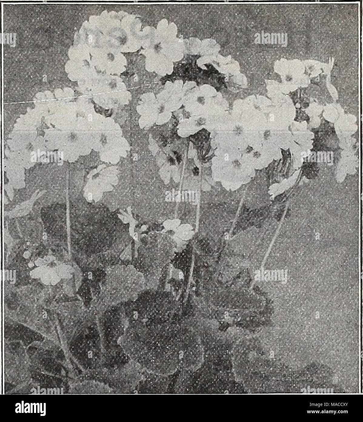 . Dreer's wholesale price list : seeds for florists plants for florists bulbs for florists vegetable seeds, fungicides, fertilizers, insecticides, implements, sundries, etc . PRIMULA OBCONICA GRANDIFLORA Vinca. Most useful plants. Seeds should be sown in brisk heat. Tr. pkt. Rosea. Rose, with darker eye 15 Alba. White, with rose eye 15 &quot; &quot; Pura. Pure white 15 &quot; nixed. All colon 15 Viola (Tufted Pansies). Cornuta Papillo (Butterfly Violet). Blue Lutea splendens. Clear yellow . Blue Perfection. Deep blue . White Perfection. Fine white . Hybrida Admirabilis nixed. All colors Odorat Stock Photo