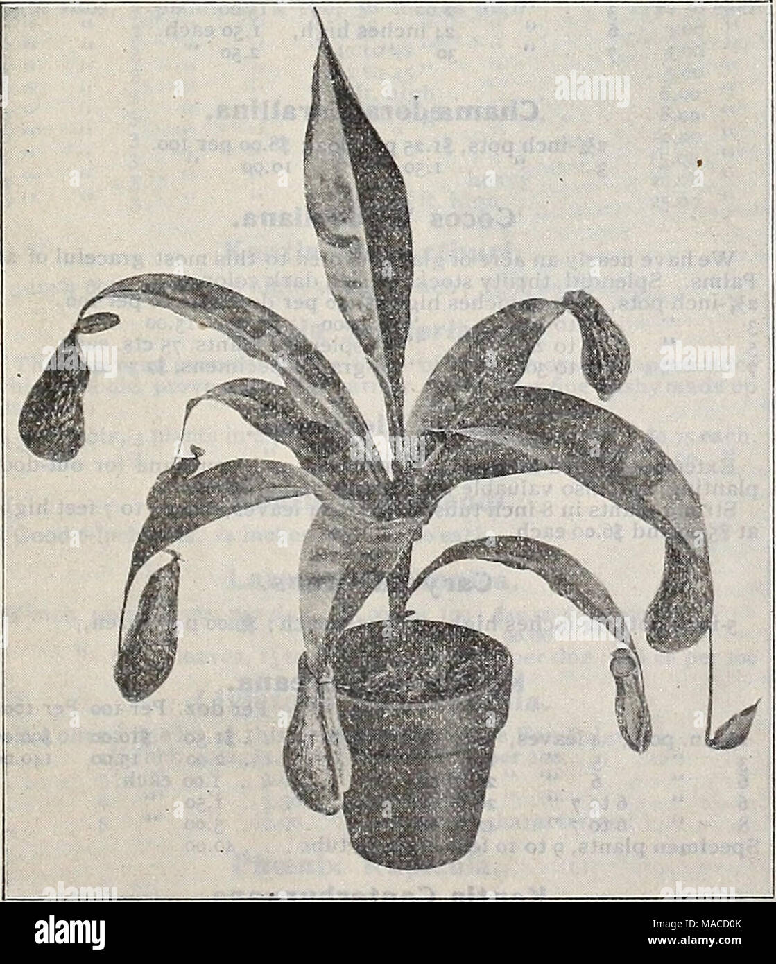 . Dreer's wholesale price list : seeds for florists plants for florists bulbs for florists vegetable seeds, fungicides, fertilizers, insecticides, implements, sundries, etc . MARANTA MAKOYANA Metrosideros (Bottle Brush). Floribunda. Strong plants in 6-inch pots. 60 cts. each. Musa Ensete (Abyssinian Banana). 5-inch pots, 35 cents each ; $4.00 per dozen Marantas. Our collection of these choice stove plants is the largest and most complete in the country. Each Massangeana (true) .... 25 Mosella 75 Makoyana 35 Medio Picta 35 Musaica 35 Oppenheimiana 3.S Porteana 35 Pulchelia 35 Rosea-iineata . 50 Stock Photo