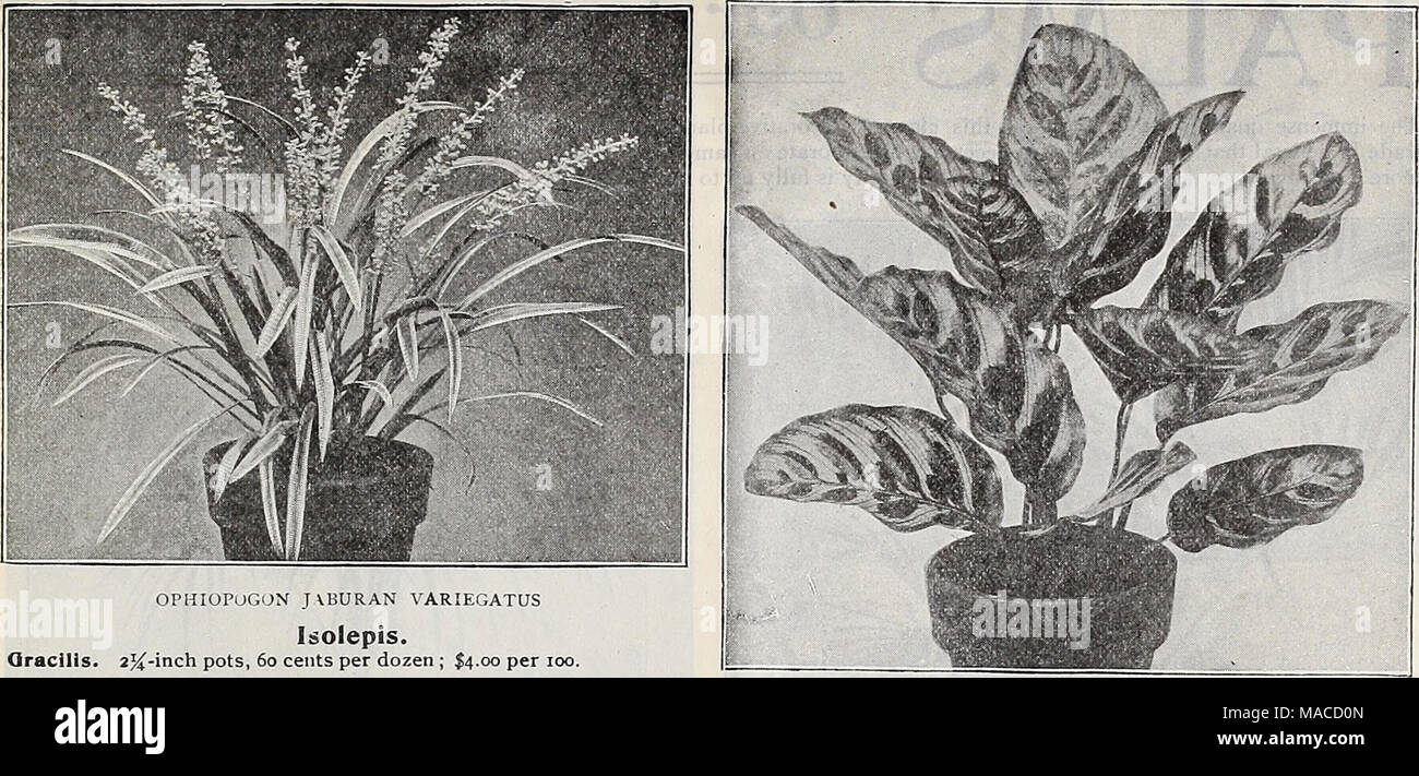 . Dreer's wholesale price list : seeds for florists plants for florists bulbs for florists vegetable seeds, fungicides, fertilizers, insecticides, implements, sundries, etc . OPHIOPUGON JVBURAN VARIEGATUS Isolepis. Qracills. 25^-inch pots, 60 cents per dozen ; I4.00 per 100. Ixoras. These are among the showiest of our stove flowering plants. The foliage is pretty and attractive, while the flowers are borne in large terminal corymbs, shaped somewhat like a Bouvardia. Acuminata. Fragrant, pure white flower. Chelsoni. Brilliant salmon-orange. Cocclnea. Bright red, in very large corymbs. Diziana.  Stock Photo