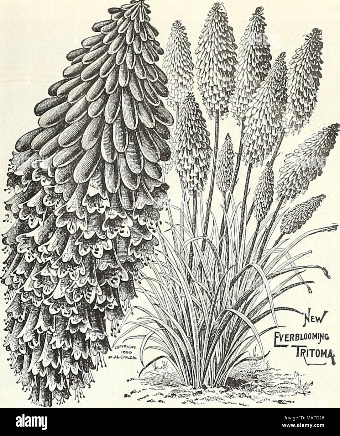 . Dreer's wholesale price list : seeds for florists plants for florists bulbs for florists vegetable seeds, fungicides, fertilizers, implements, insecticides, sundries, etc . TRITOMA PFITZERII (Red Hot Poker Plant) Tiarella. (Foam Flower.) Per doi. Per 100 Cordifolia. 3-inch pots $1 25 $9 00 Purpurea Major. 4-inch pots i 25 8 00 Tricyrtis. (Japanese Toad Lily.) Hirta. 3-inch pots i 25 8 00 Macropoda Striata. 3-inch pots i 25 8 00 Tunica. Saxifraga. 3-inch pots i 00 7 00 Valeriana. (Valerian.) Coccinea. 4-inch pots i 25 8 00 &quot; Alba. 4-inchpots i 25 8 00 Officinalis. 3-inch pots i 25 8 00 V Stock Photo